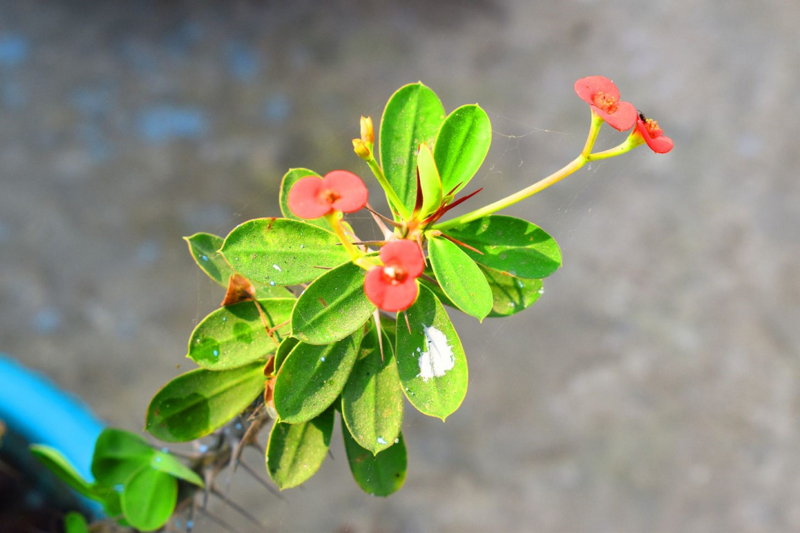 Flowering plant