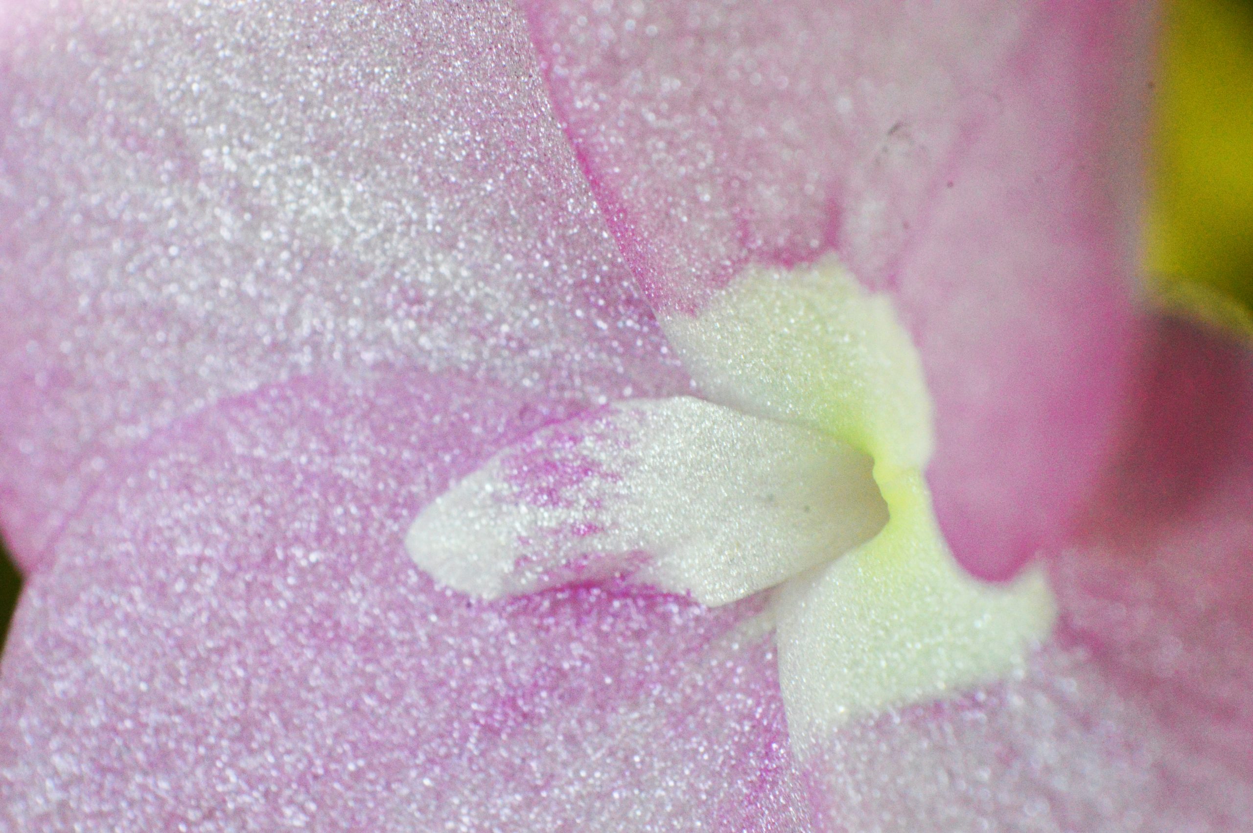 Closeup of a flower