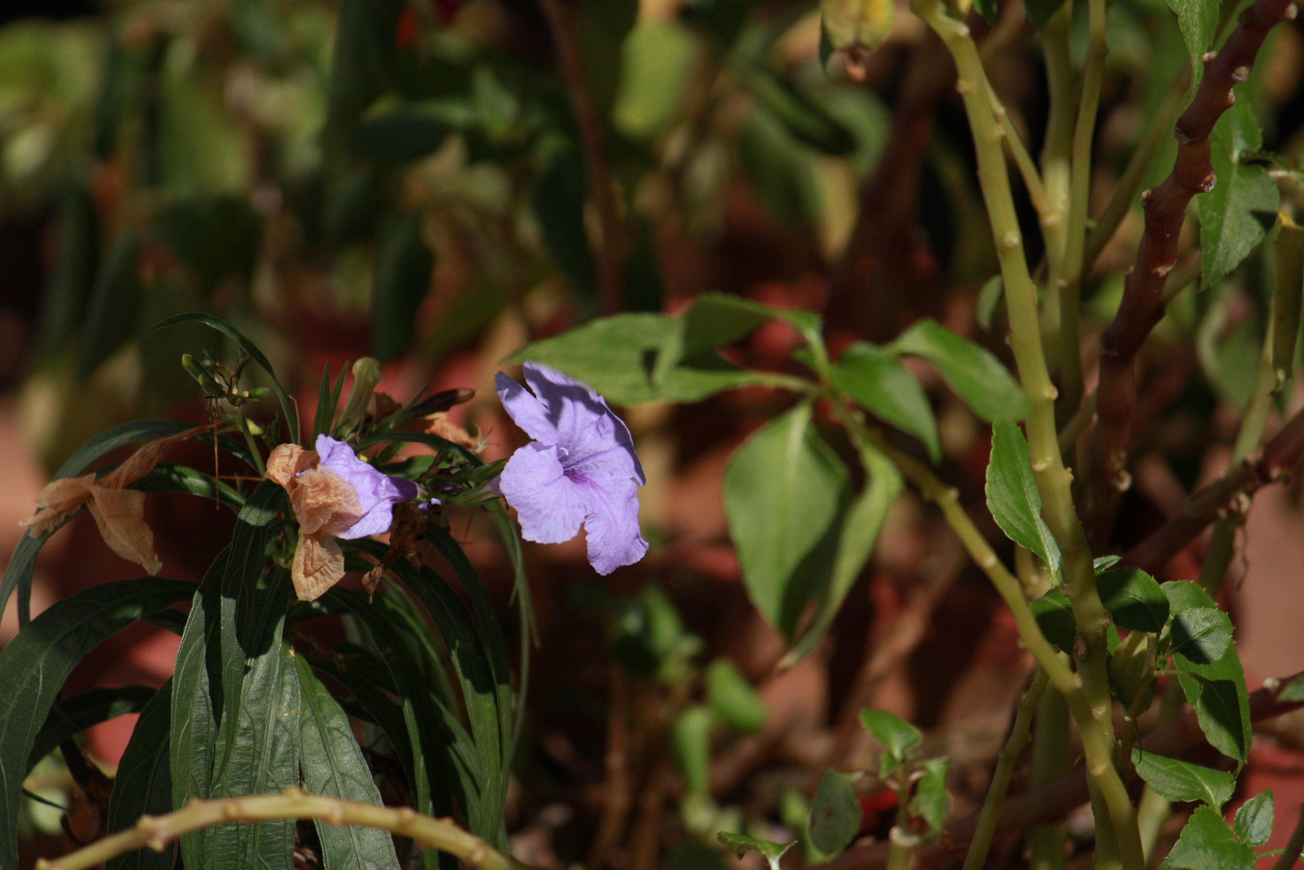 Flowering plant