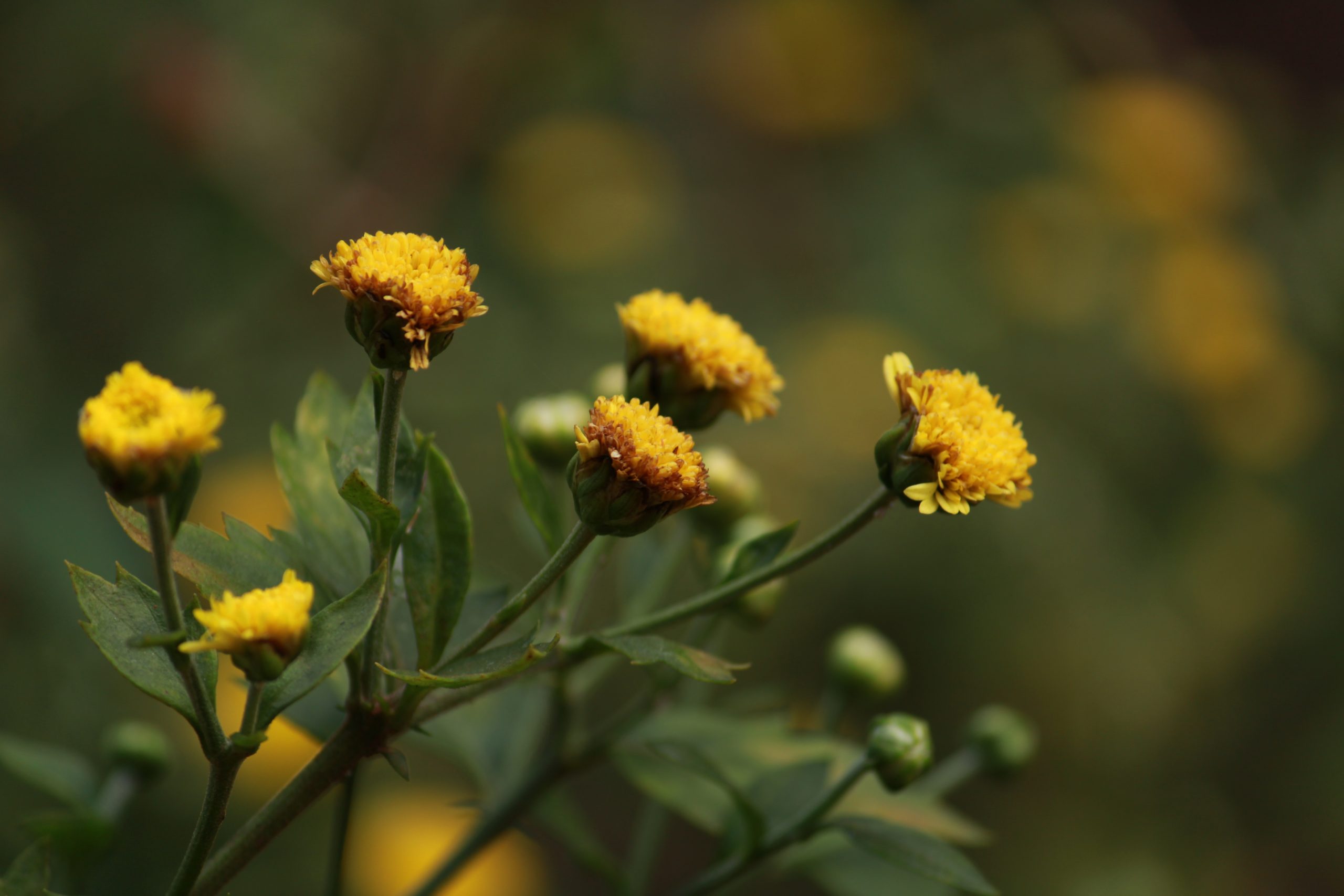 Flowering plant