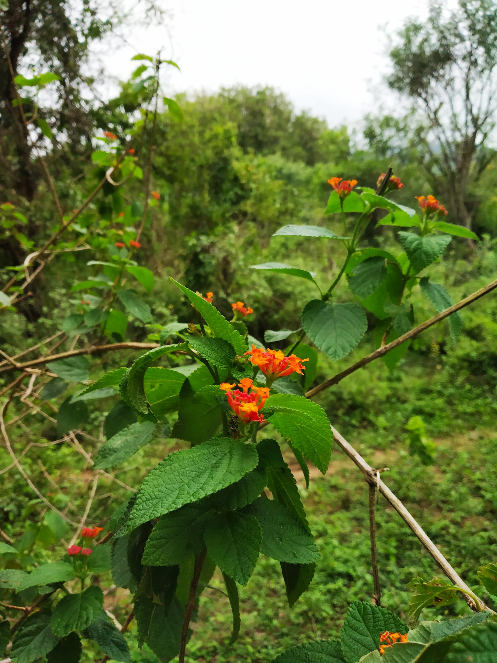 Flowering plant