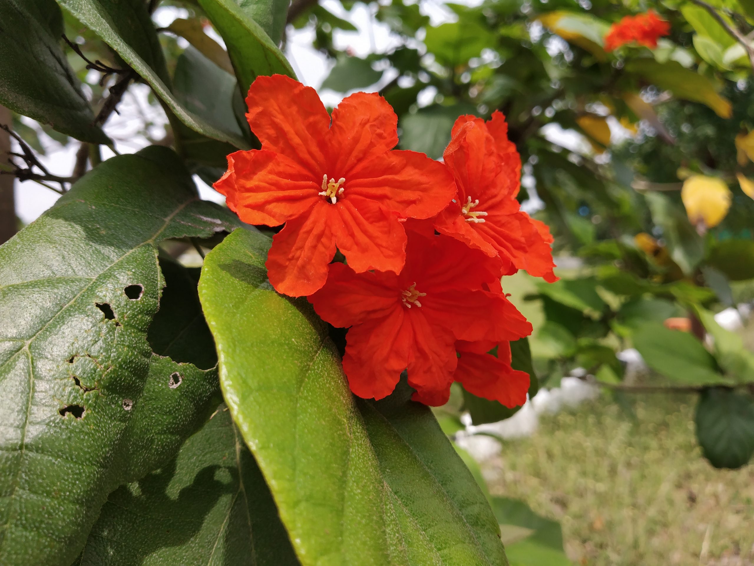 flowers and leaves