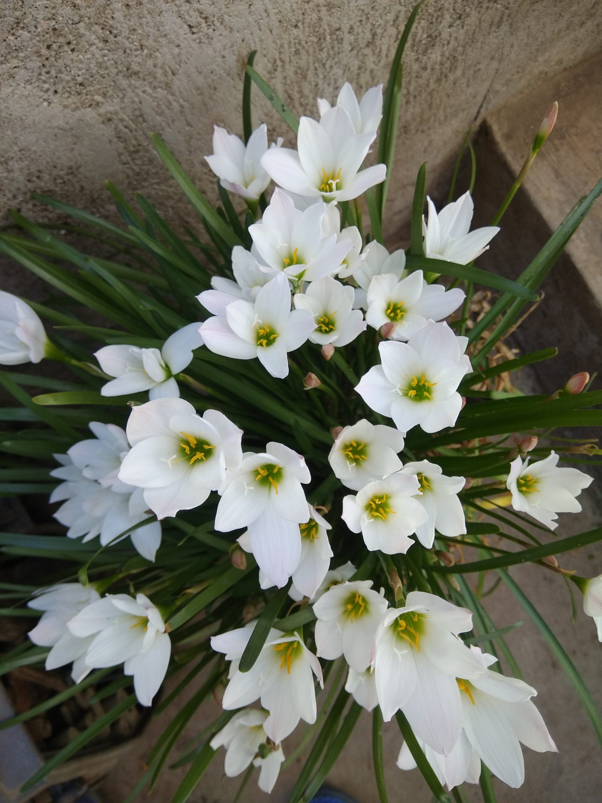 flowers in a pot