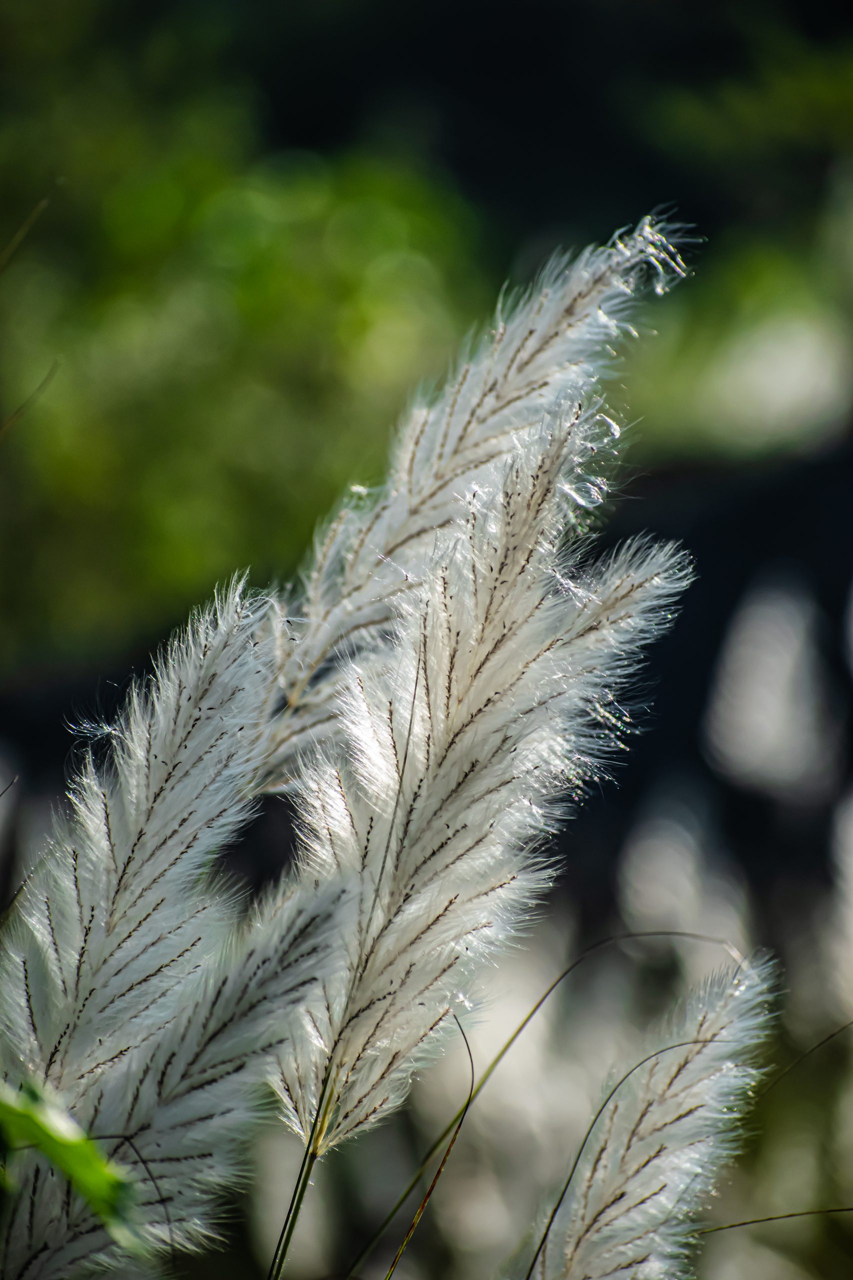 Flowers of grass plants