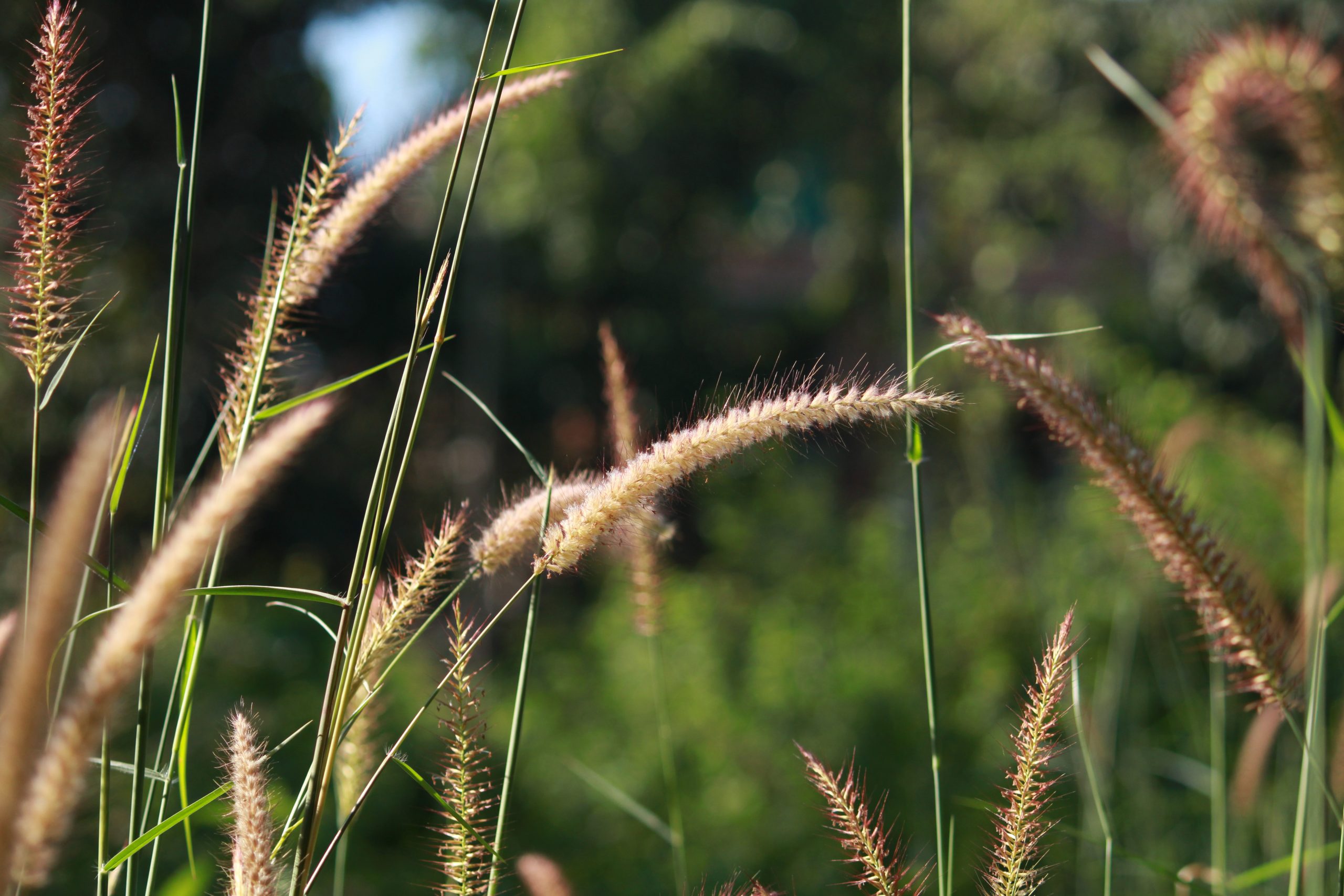 Flowers of grass plants