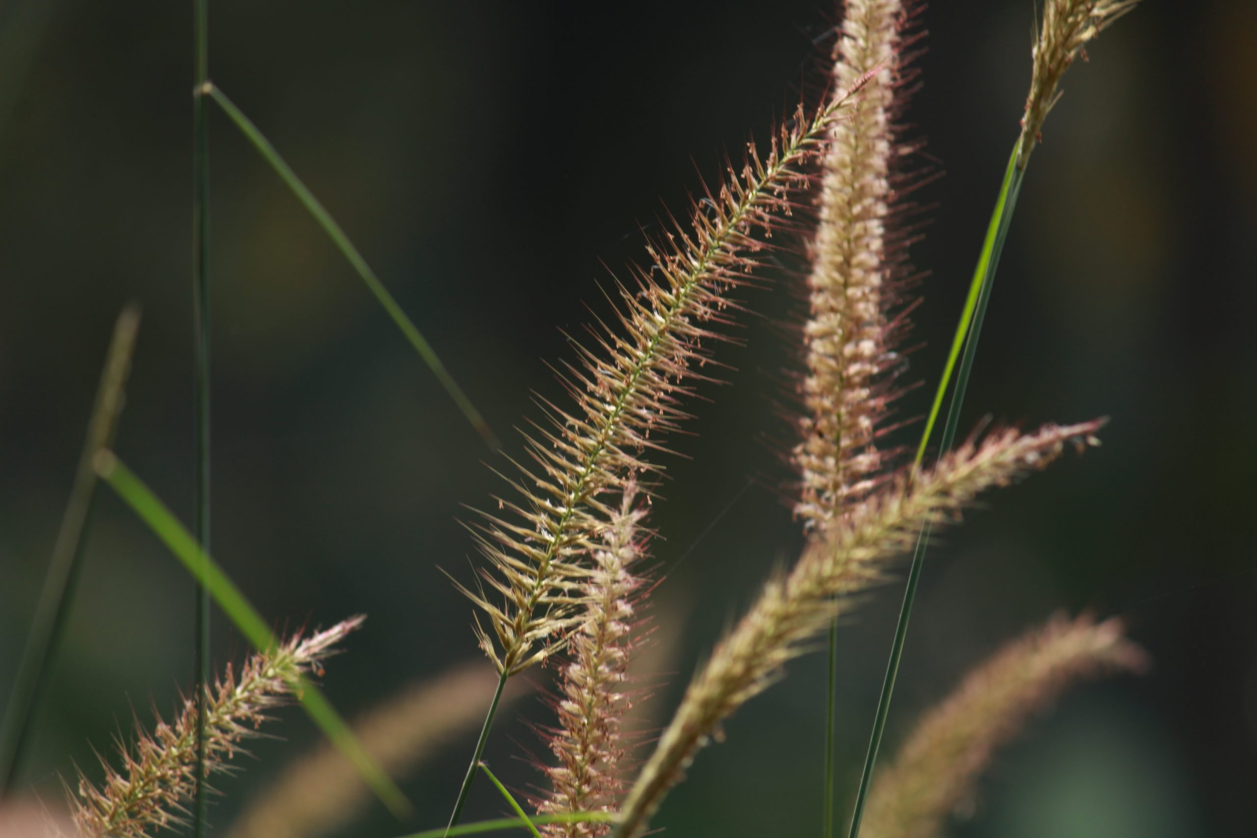 Flowers of grass plants