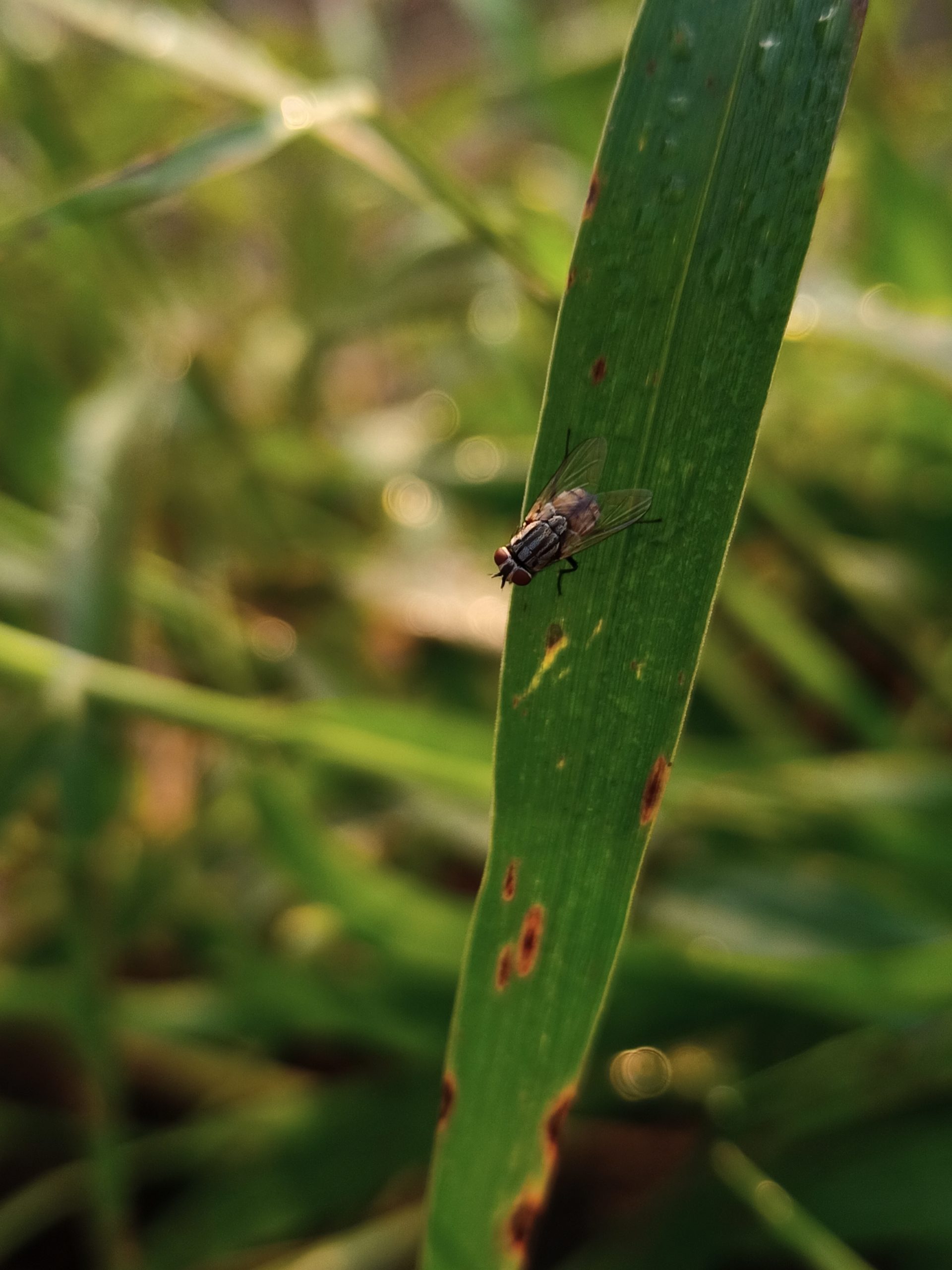 Housefly on leaf