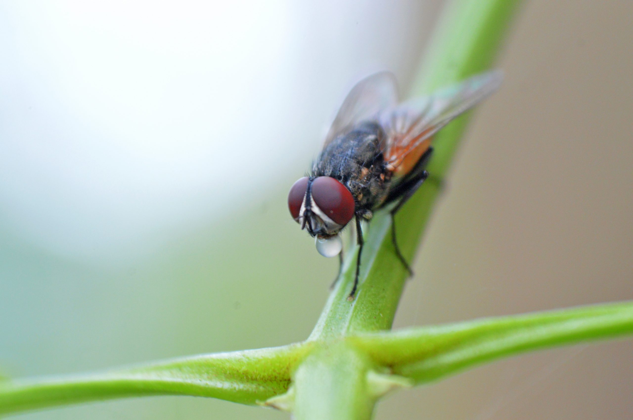 Housefly on leaf