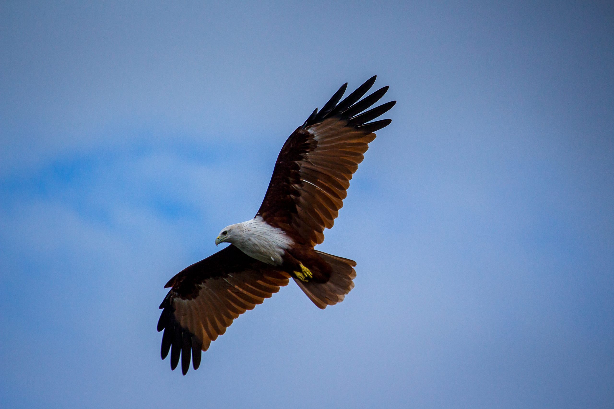 eagle flying in sky