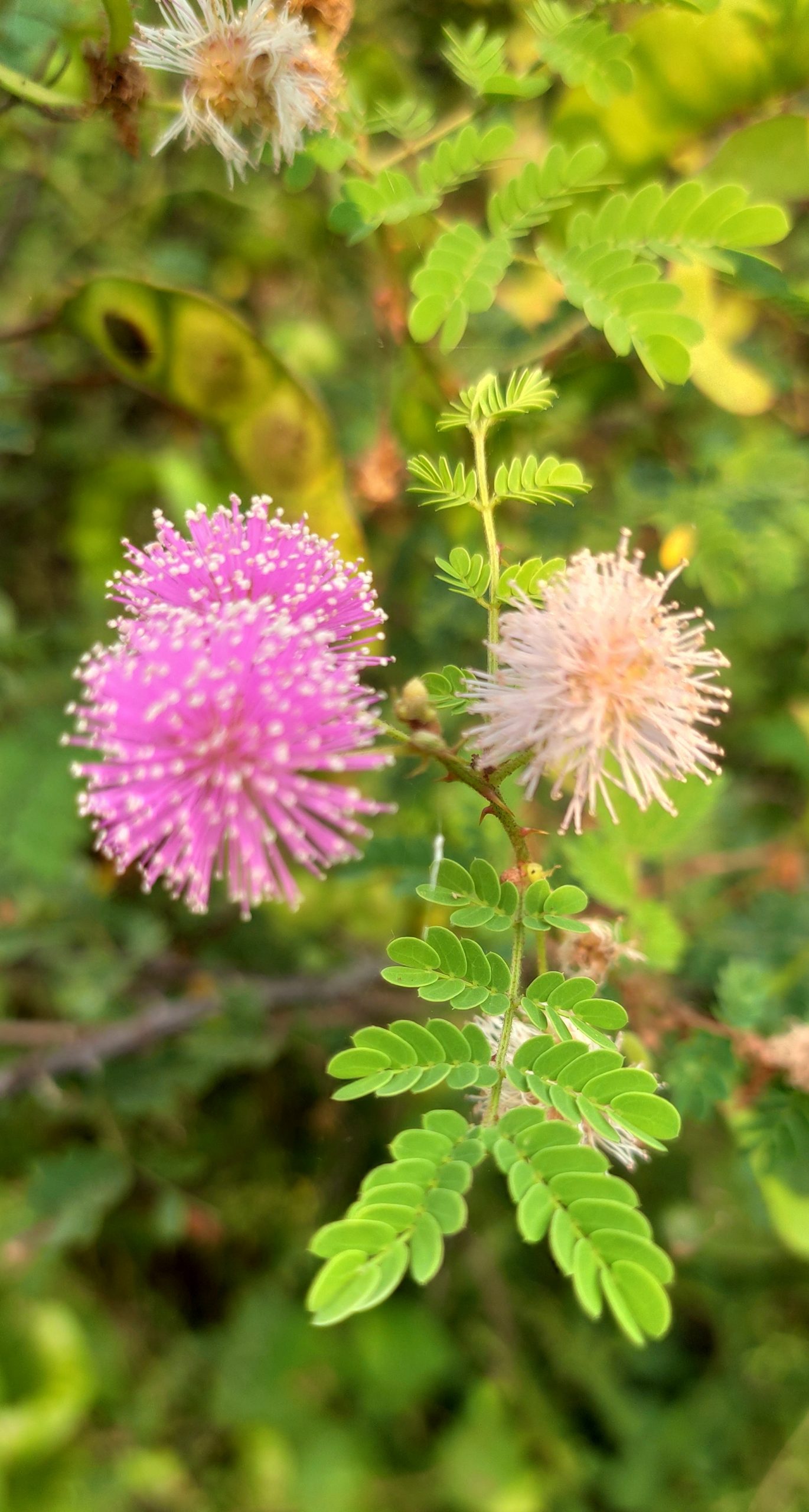 A flowering plant