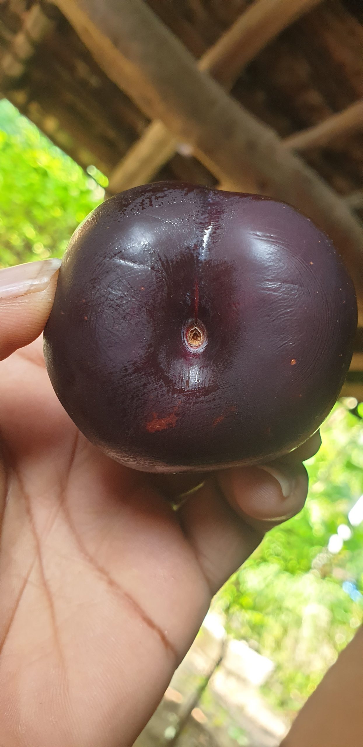 plum fruit in hand