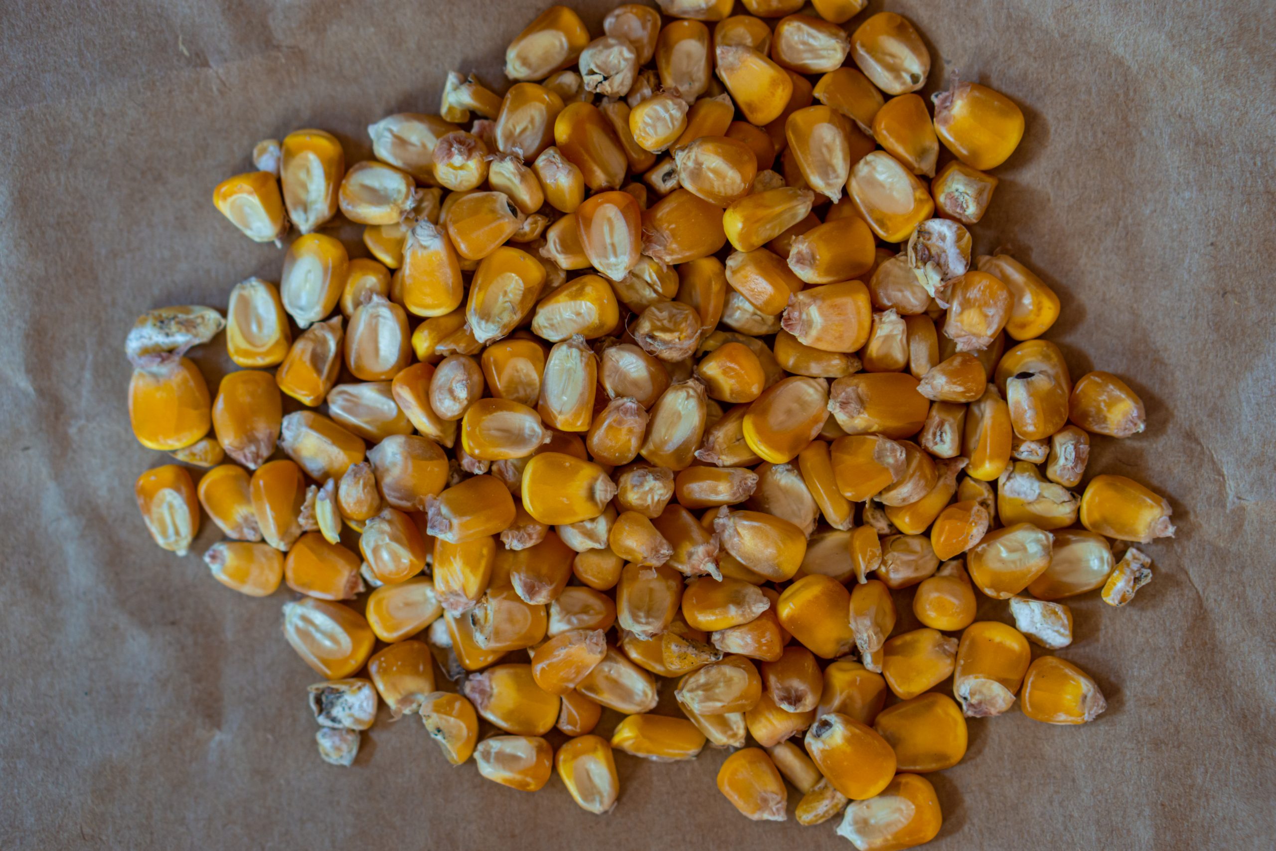 Dry corn grains