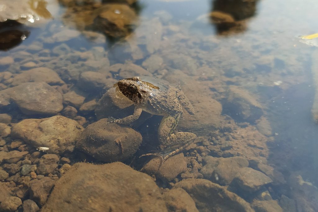 Frog In Water PixaHive   Frog In Water 211780 Pixahive 1024x683 