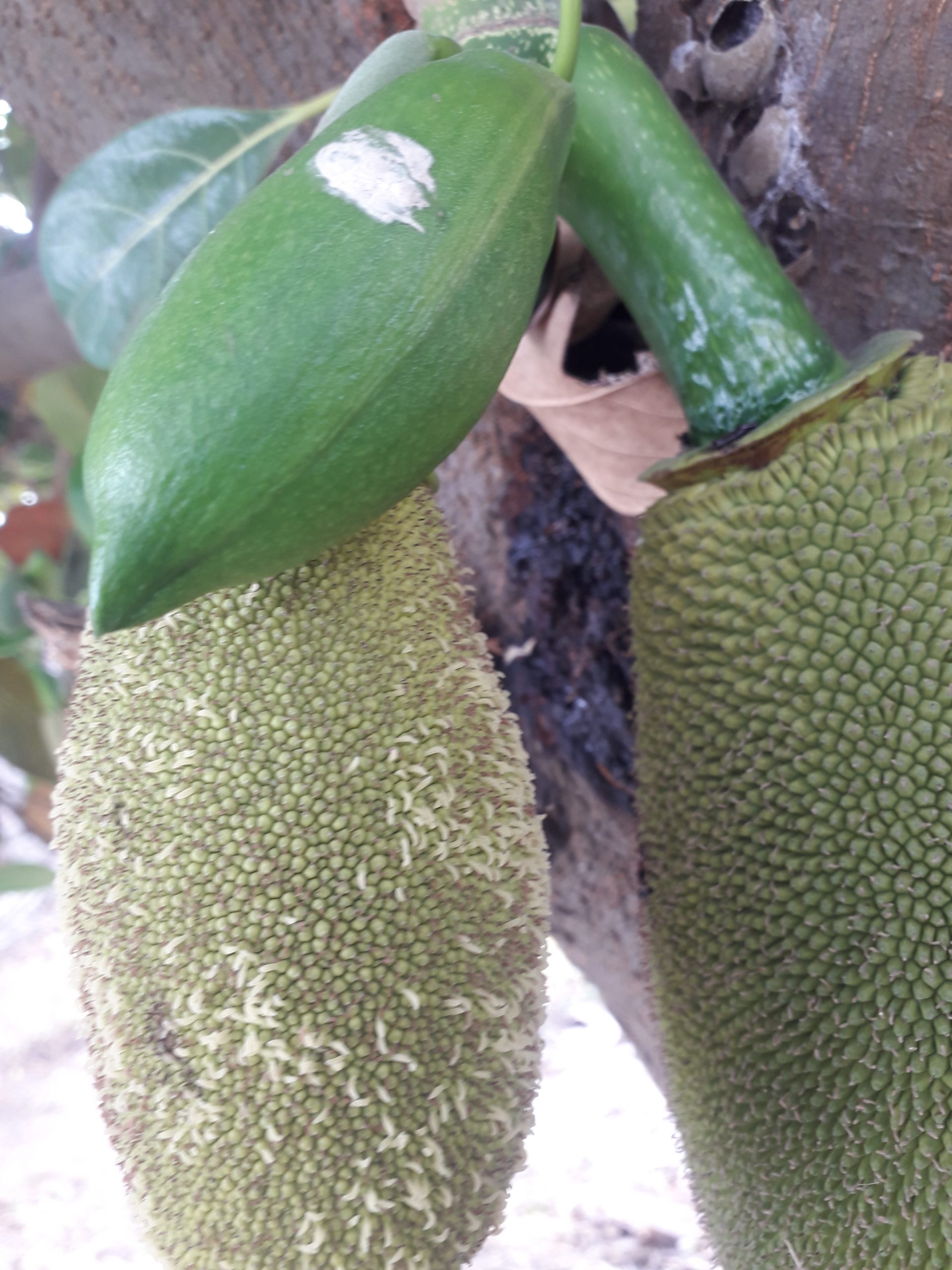 Jackfruit