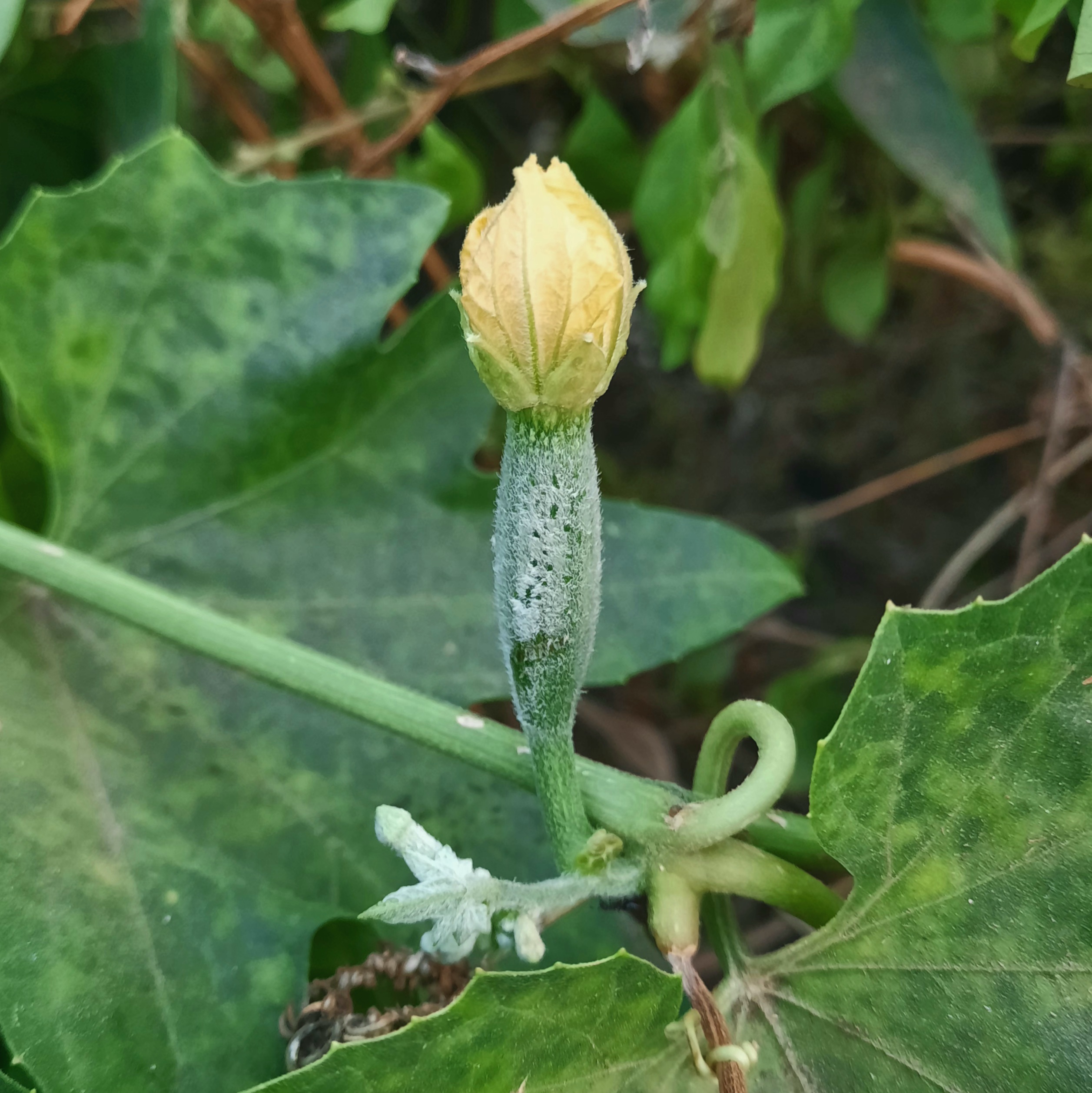 Flower of a vine plant