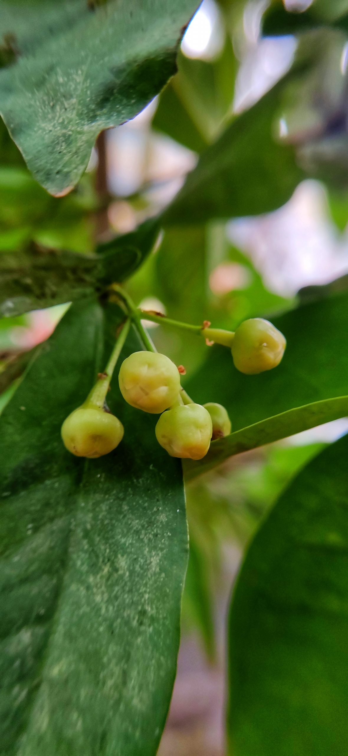 Fruit tree