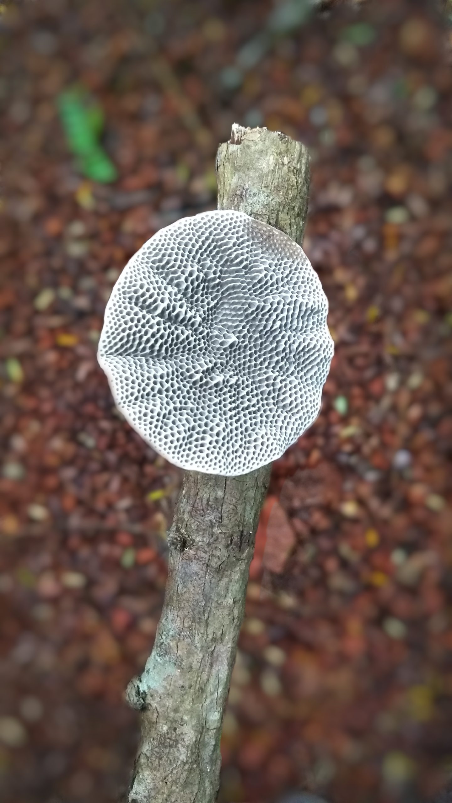 Fungus on a twig