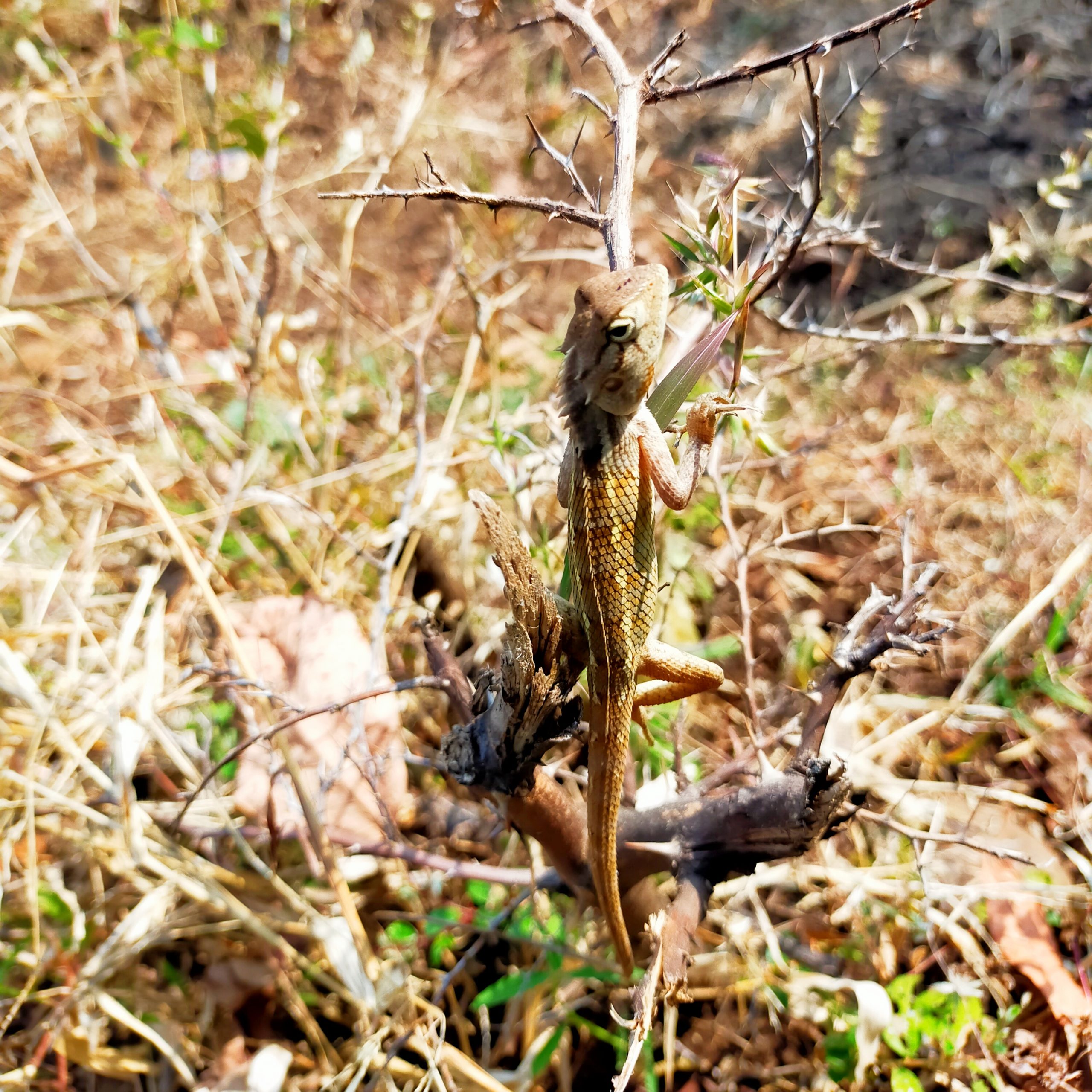 lizard on plant