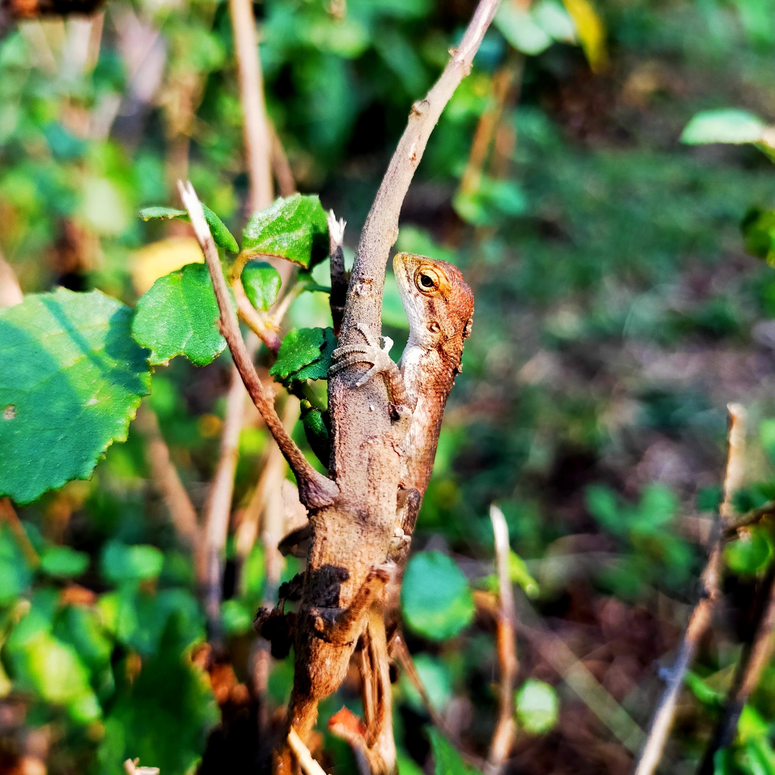 lizard in a stem