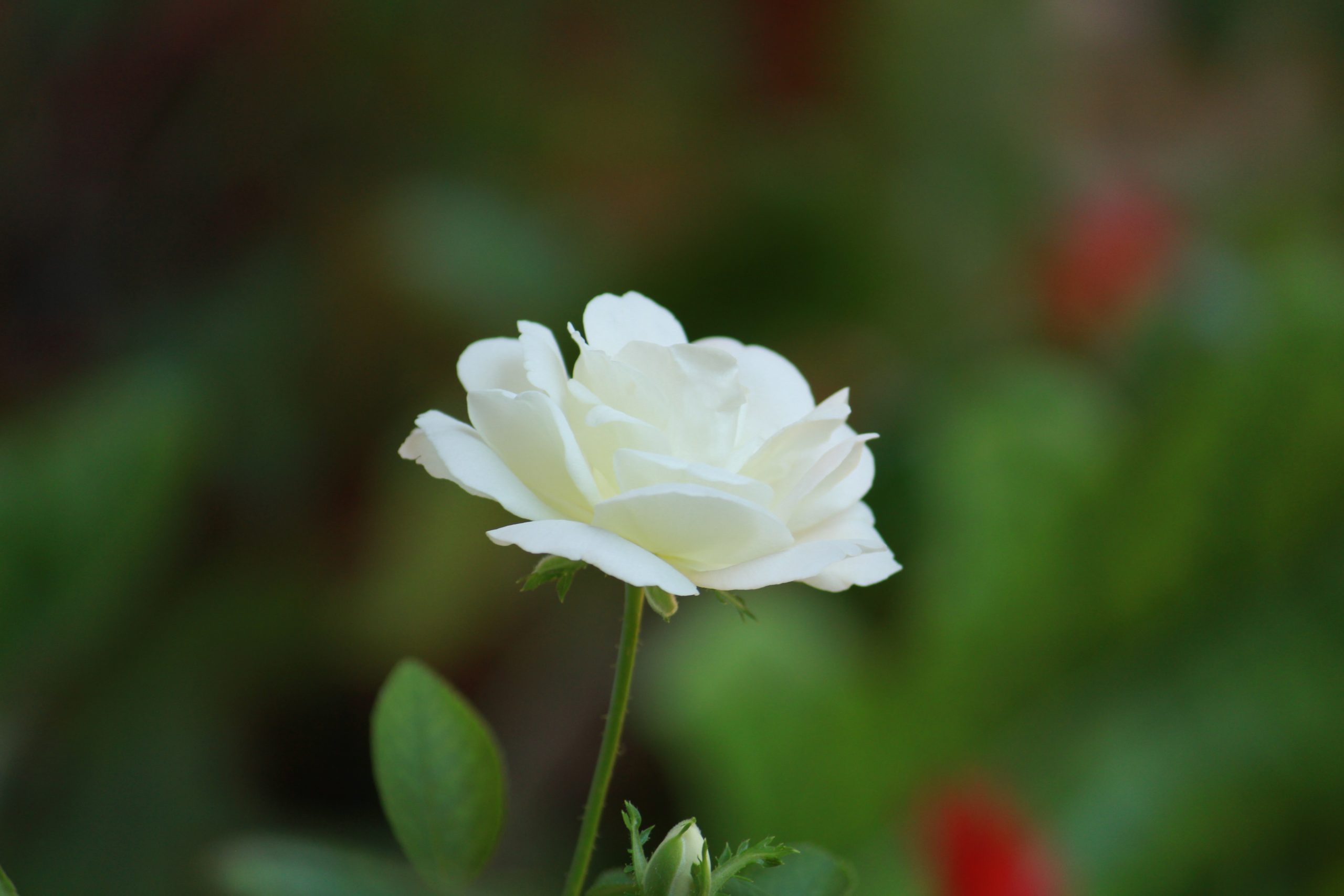 Glowing White Flower