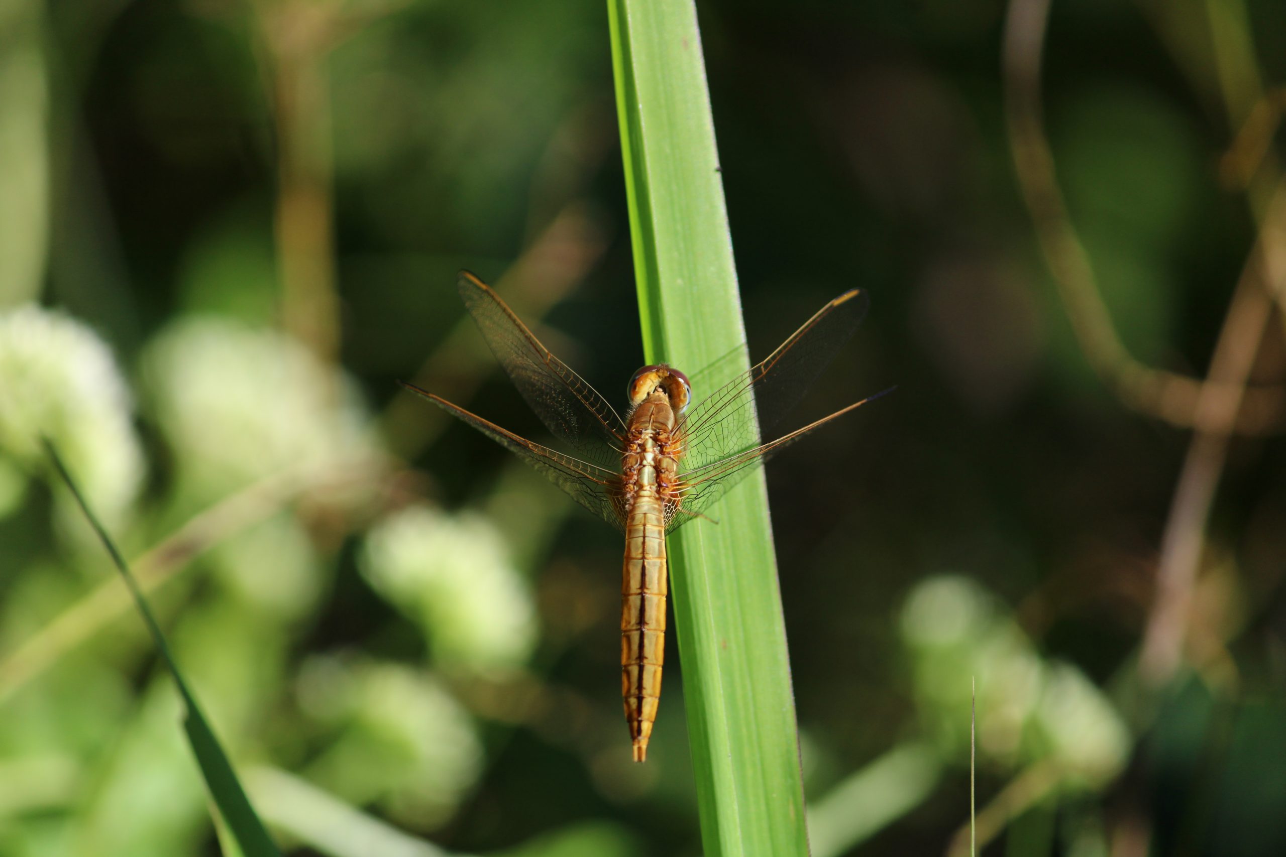 Golden Brown Dragonfly