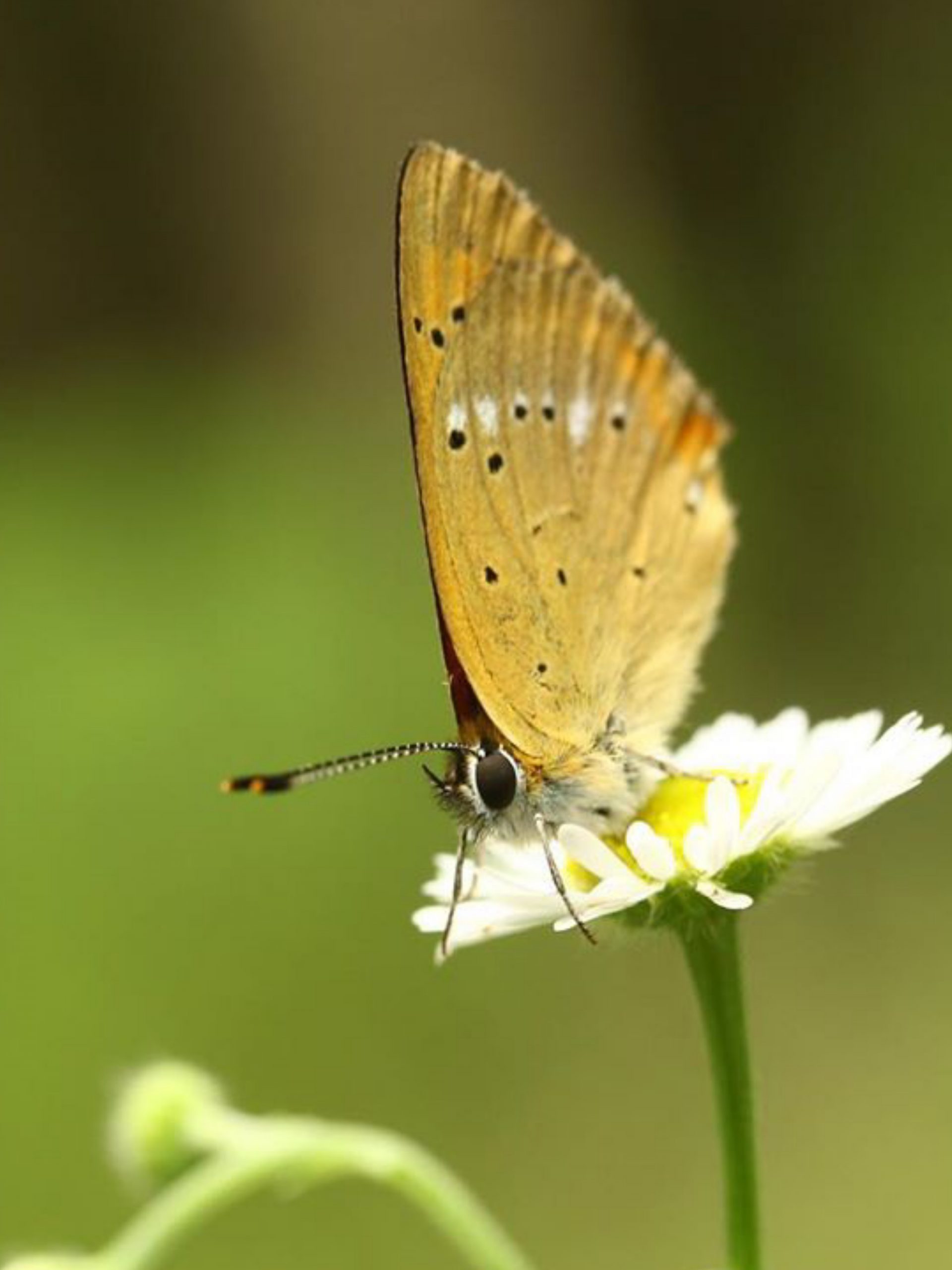 Golden Butterfly Closeup