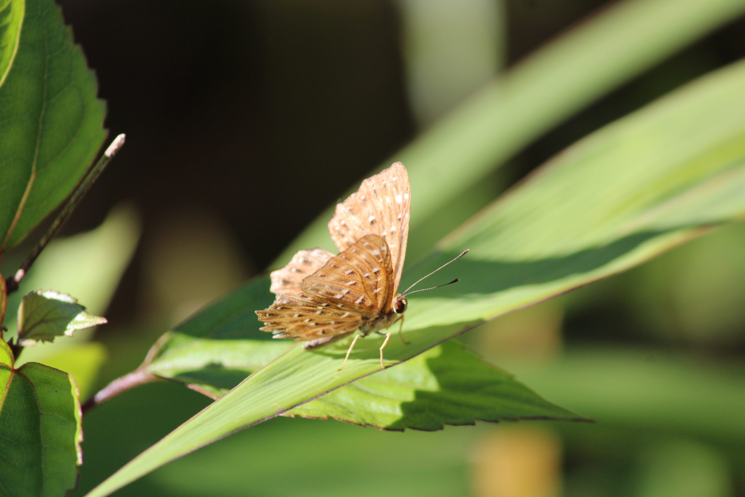 Golden Butterfly Closeup