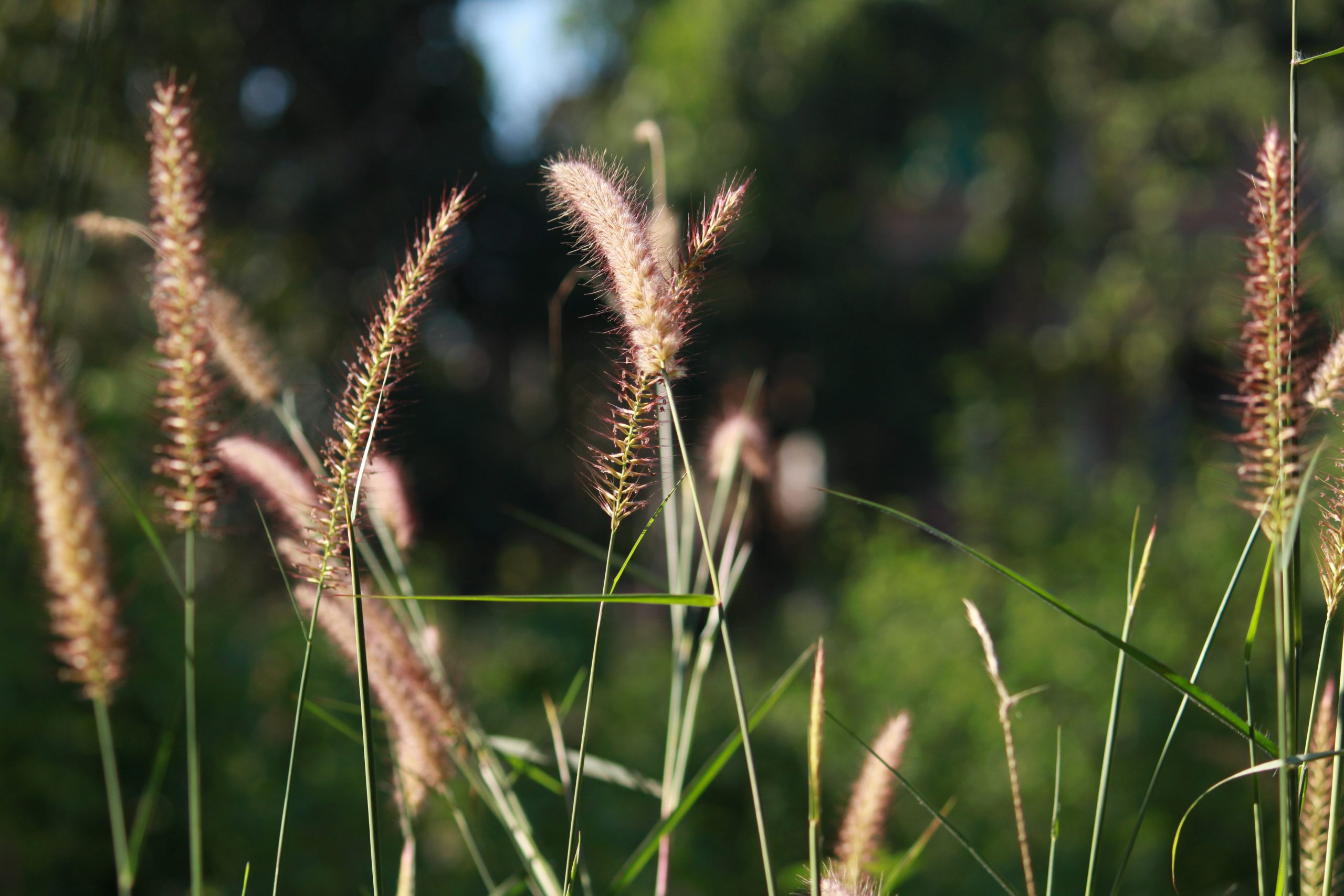 Grass plants