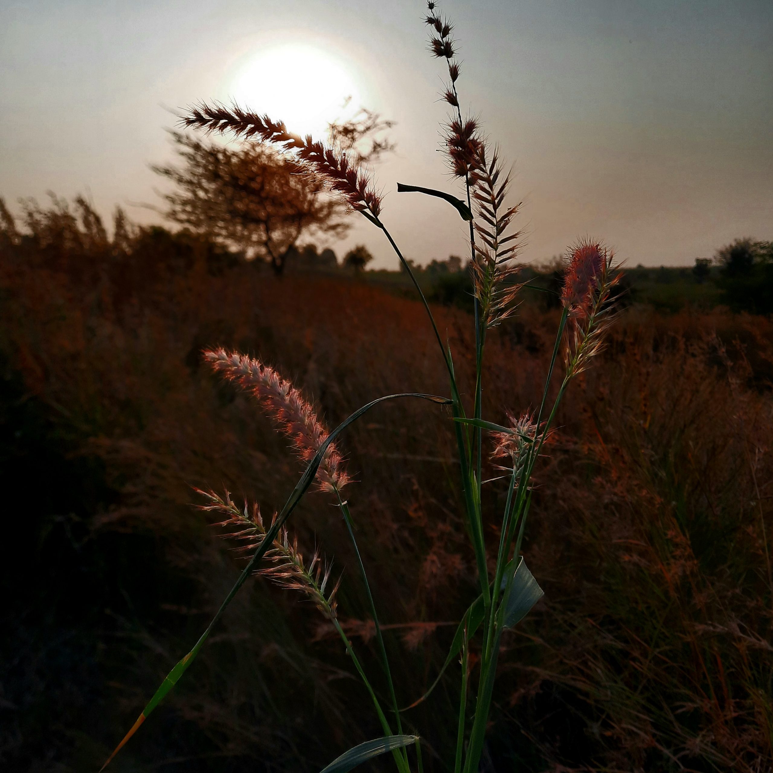 Grass plants during sunset