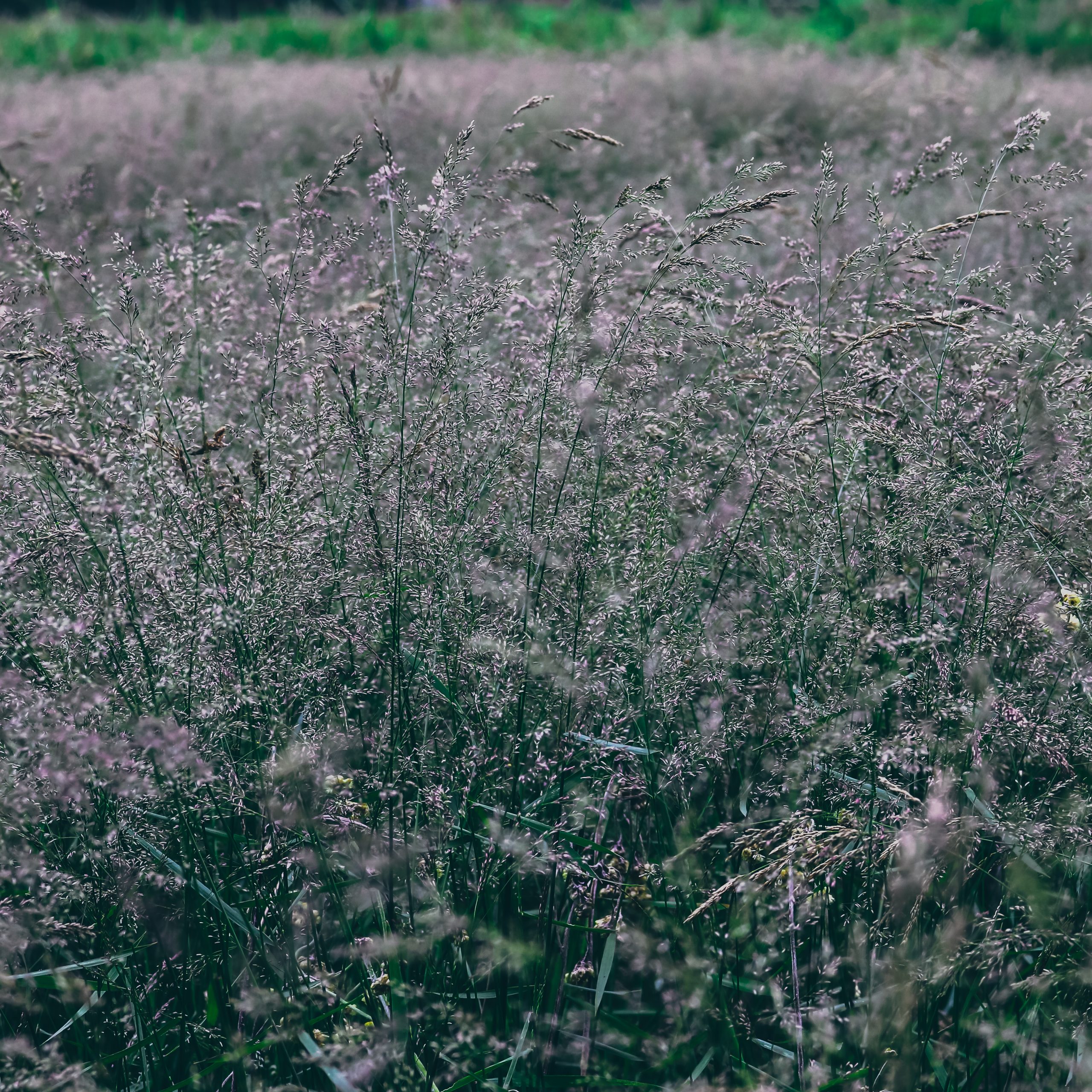 Grass plants in an area