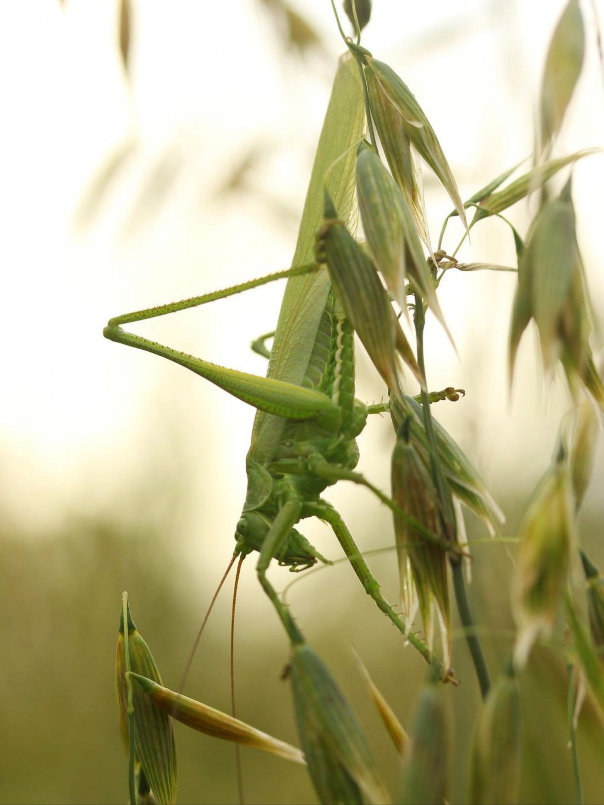 Grasshopper on leaf