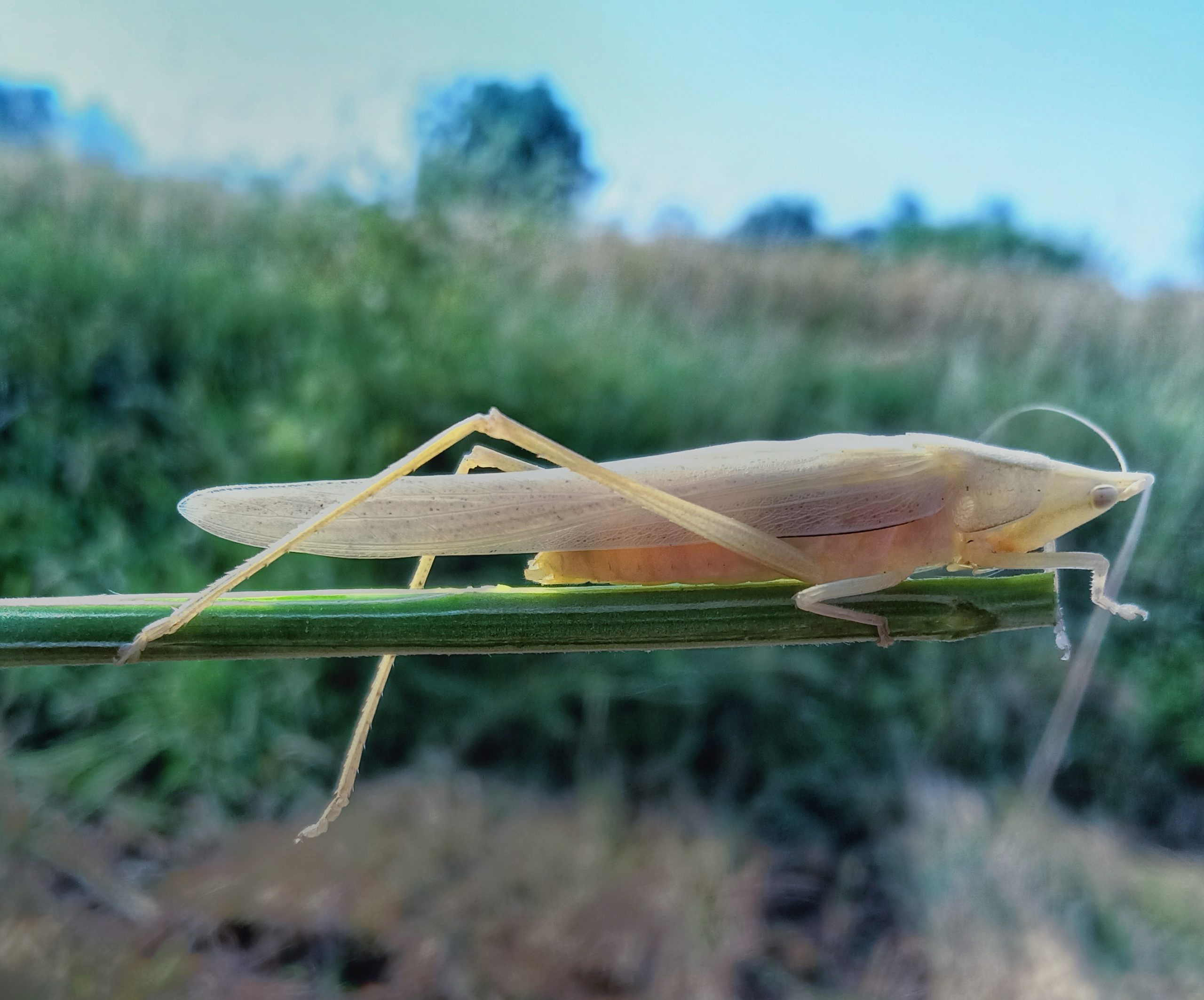 Grasshopper on leaf