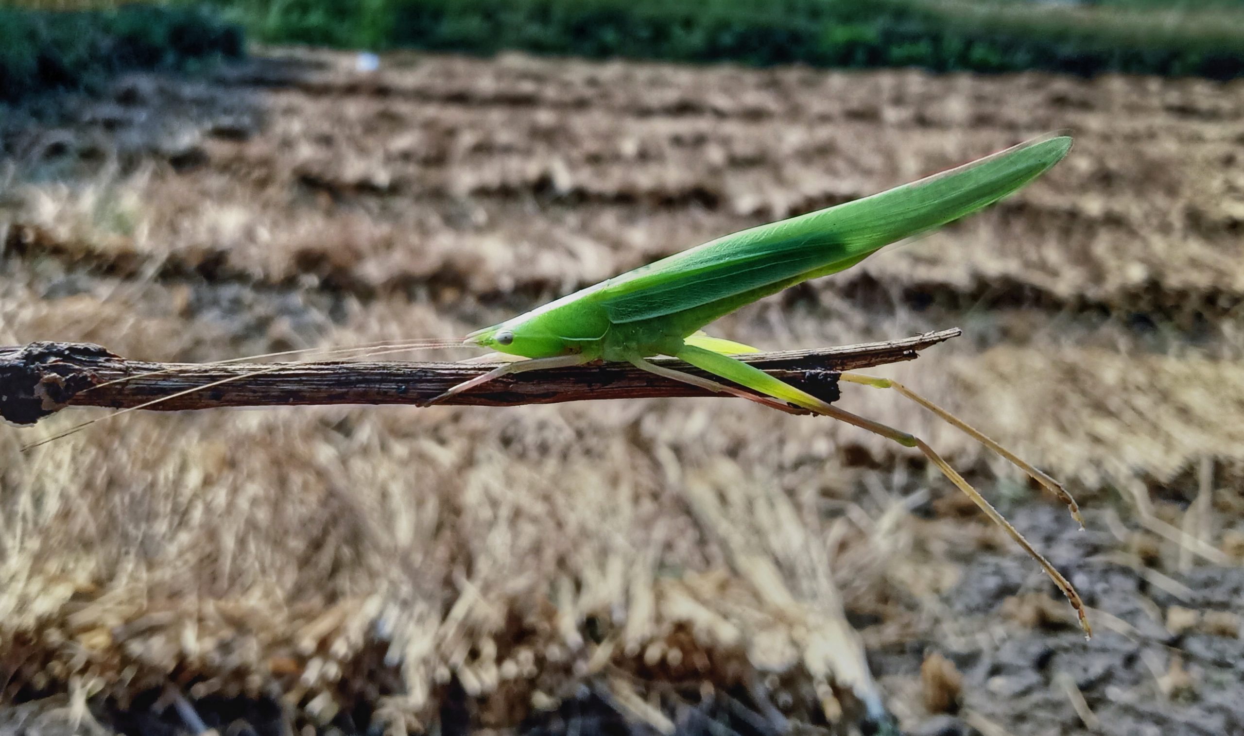 close-up of grasshopper