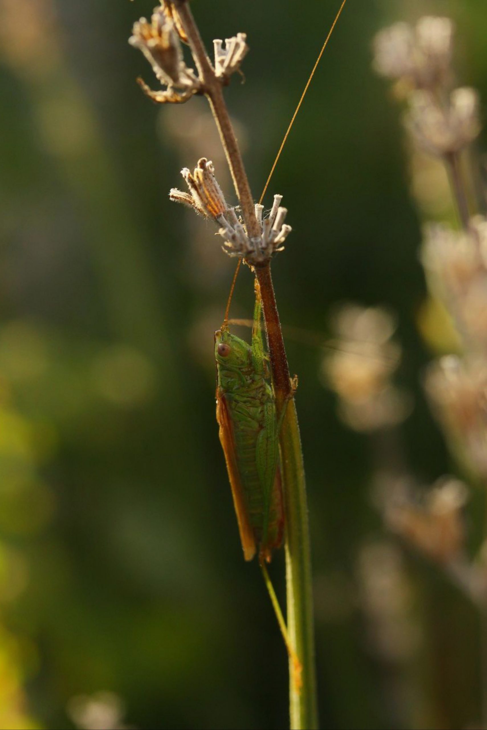 Grasshopper