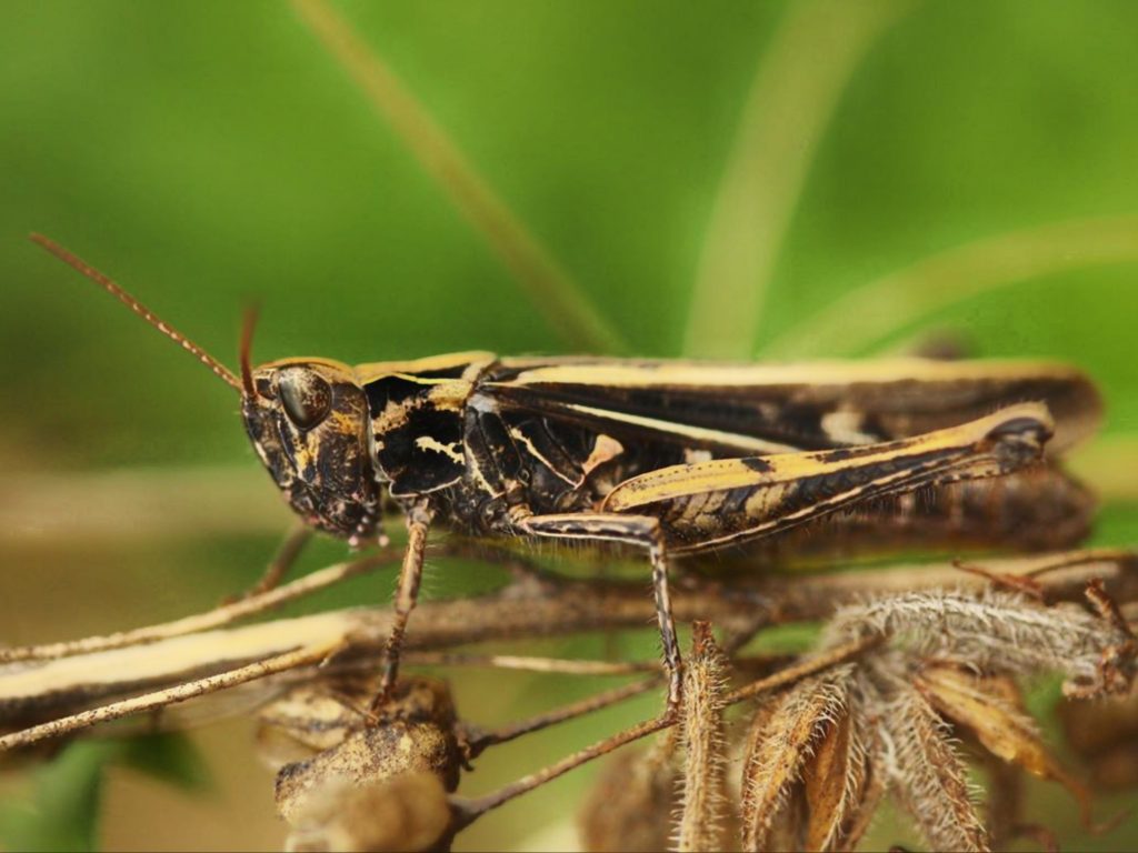 Grasshopper Close-up - PixaHive