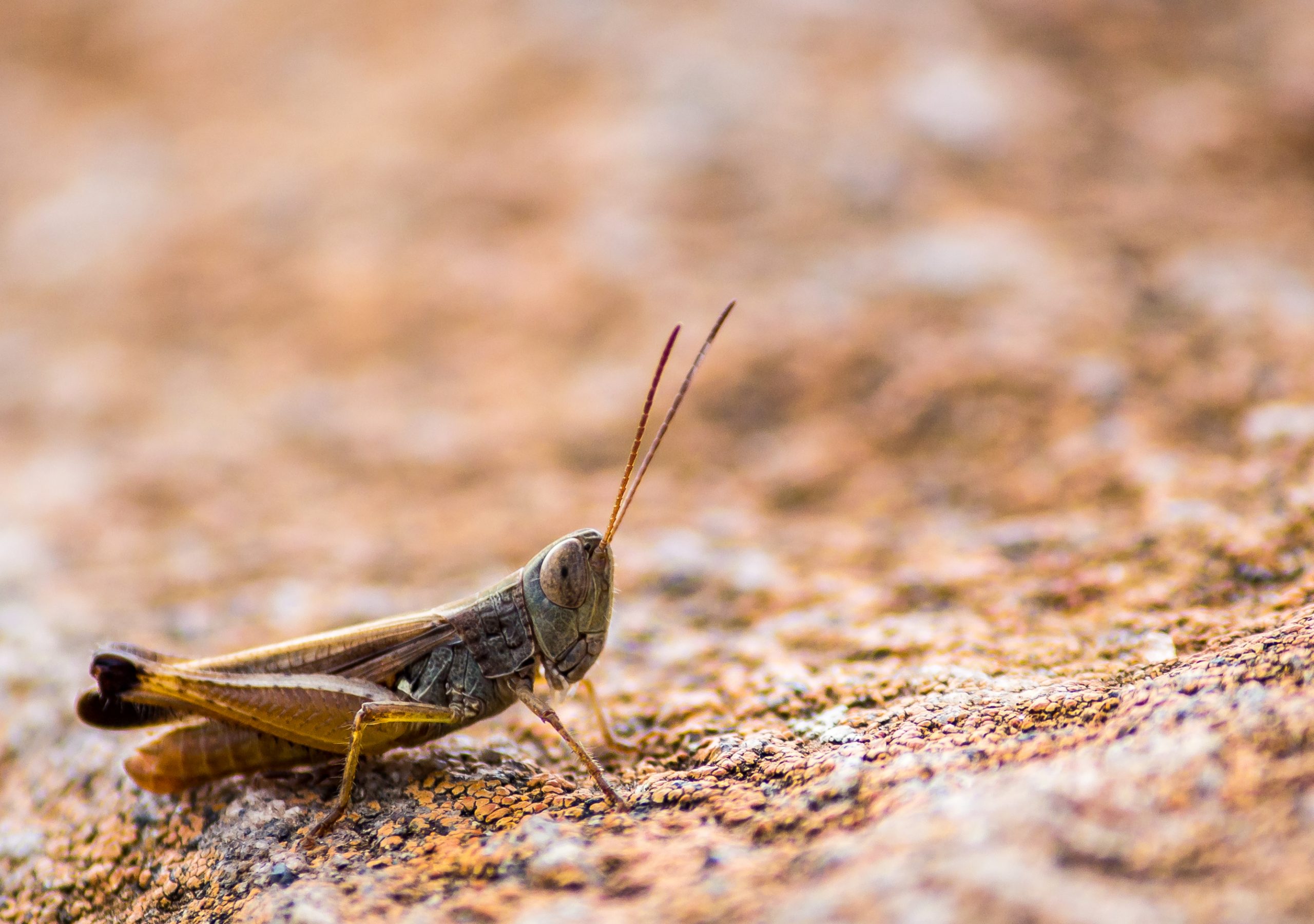 Grasshopper resting on the rock