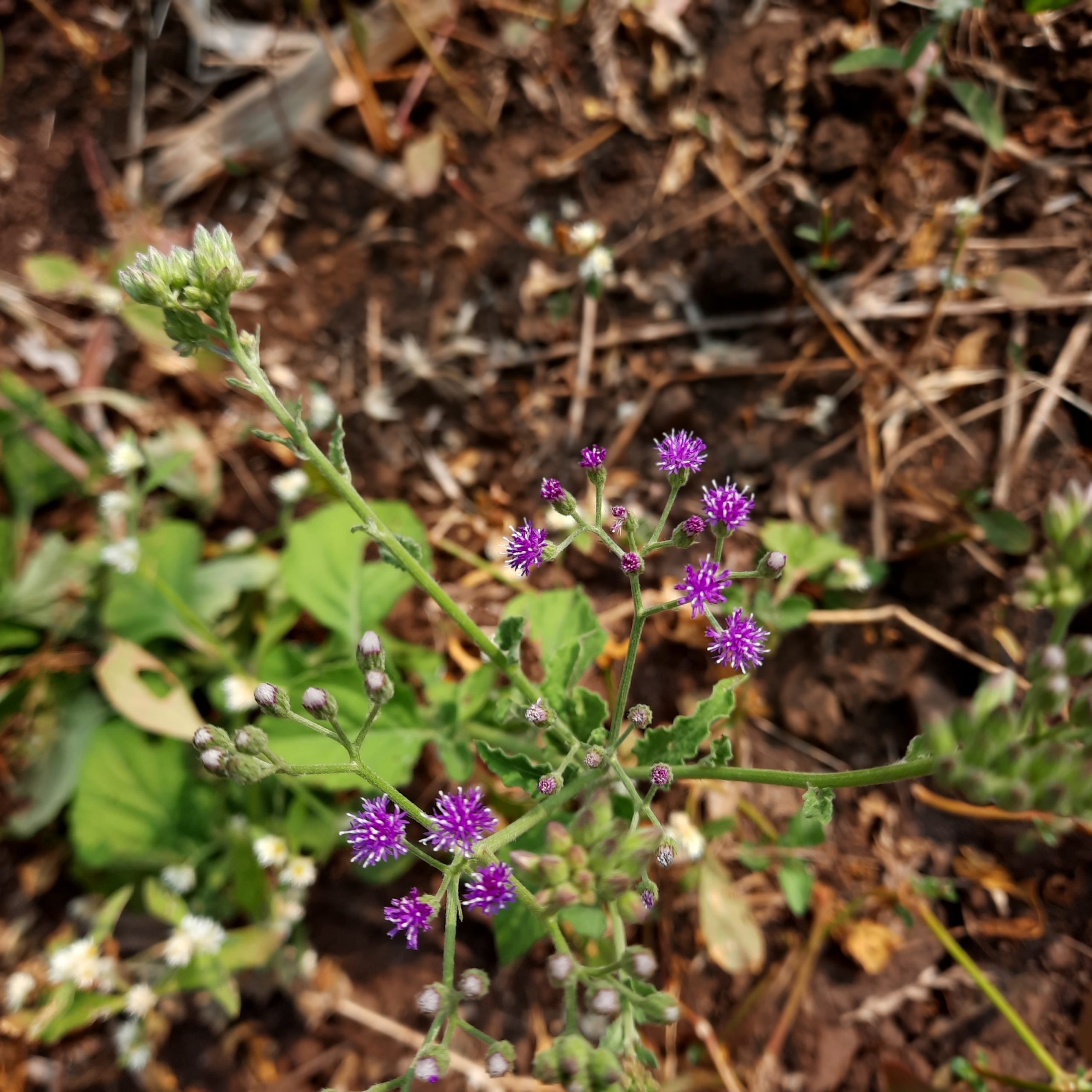 Flowering plant