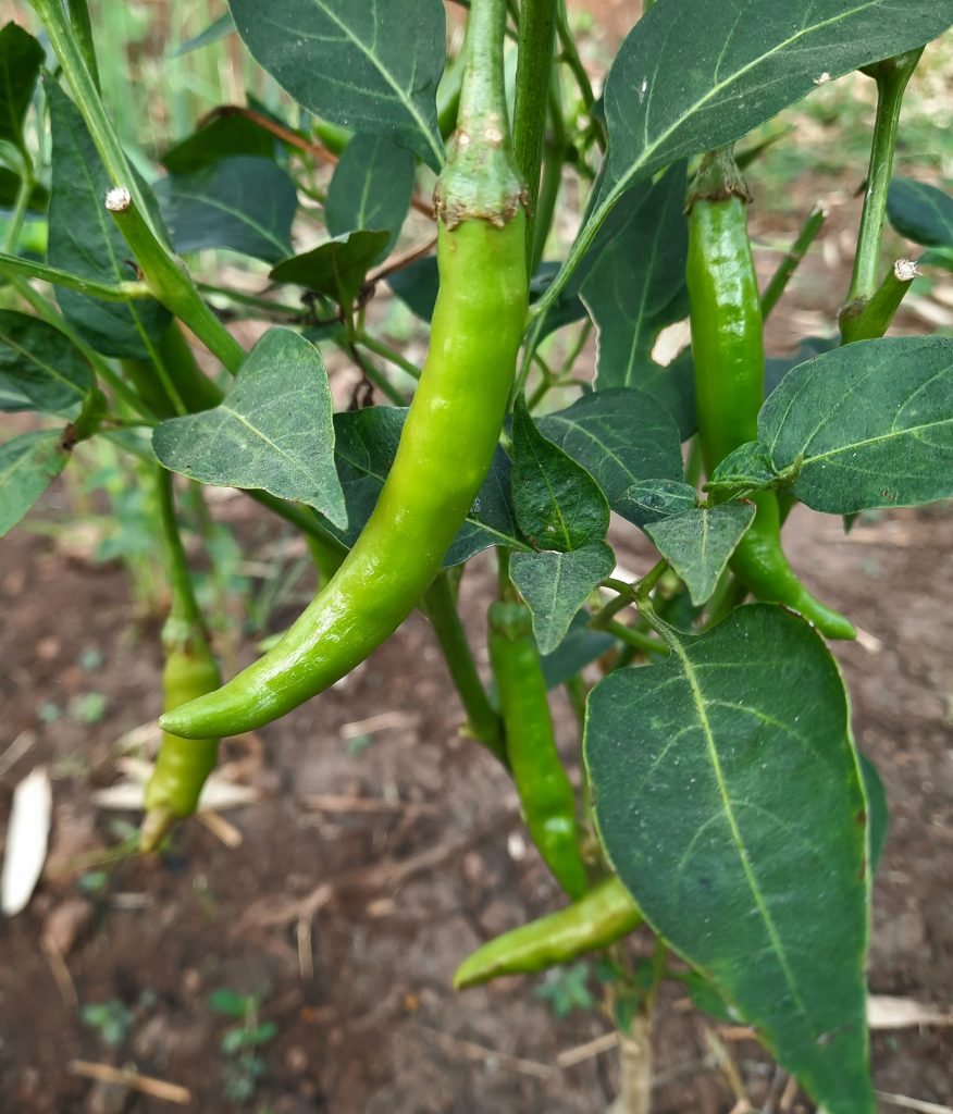 Green chili PixaHive