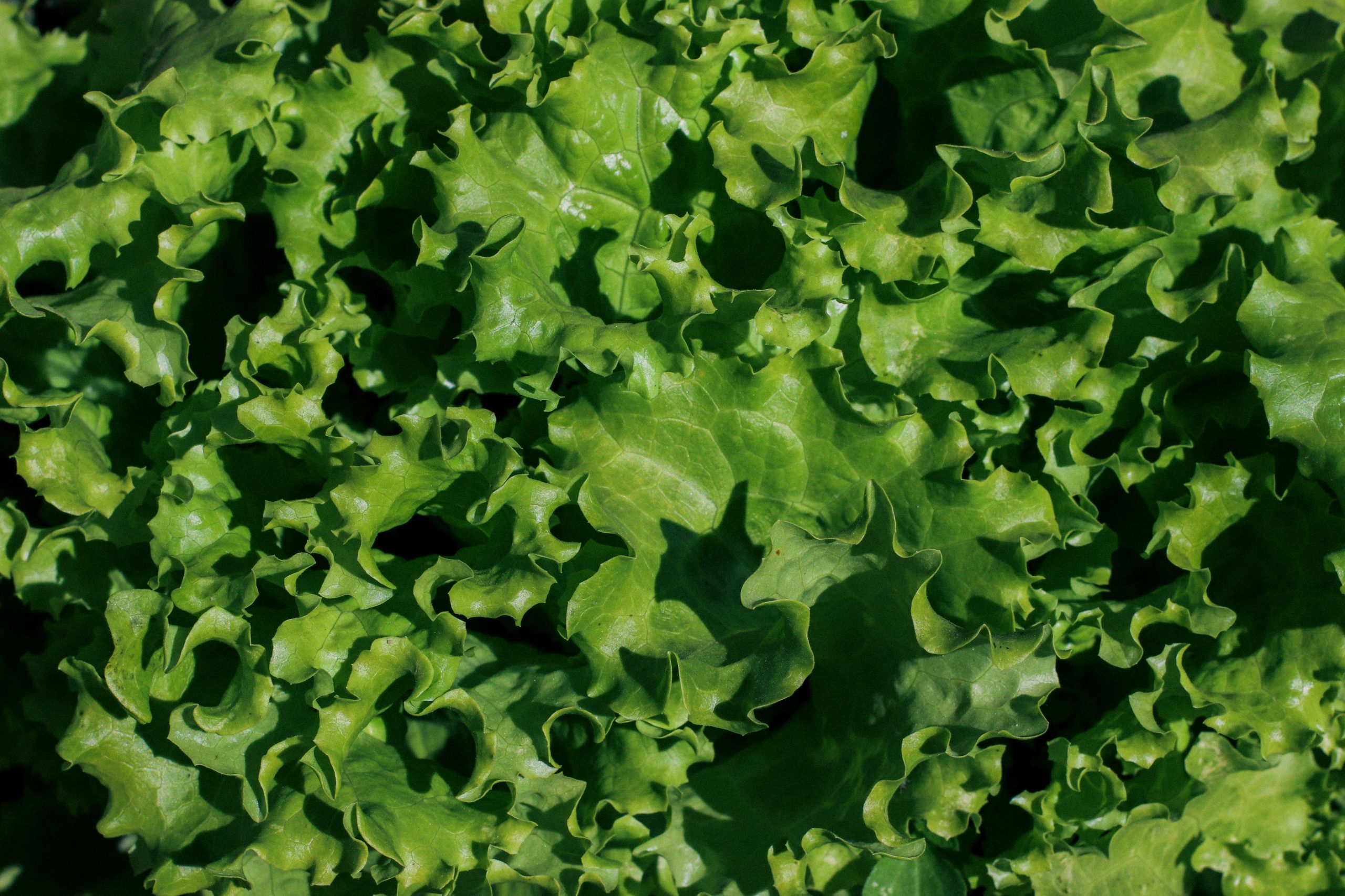 Green lettuce plants