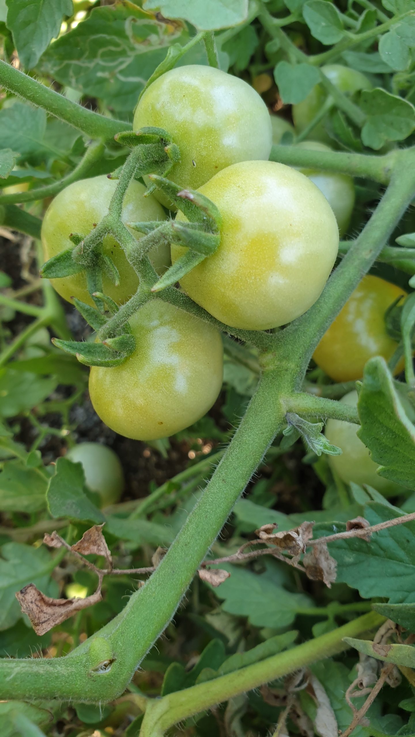 Green tomatoes on plant