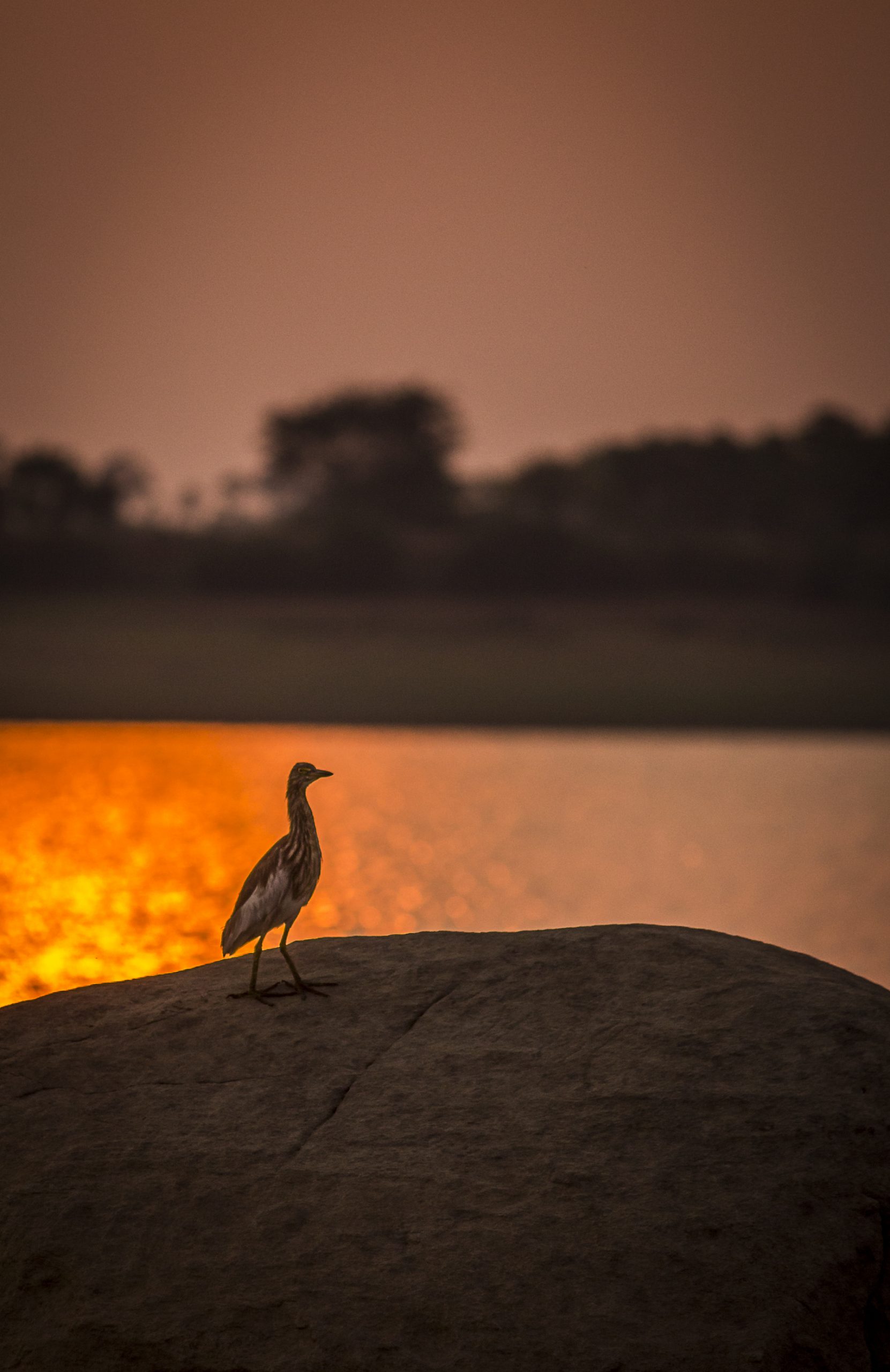 bird on a rock by the river