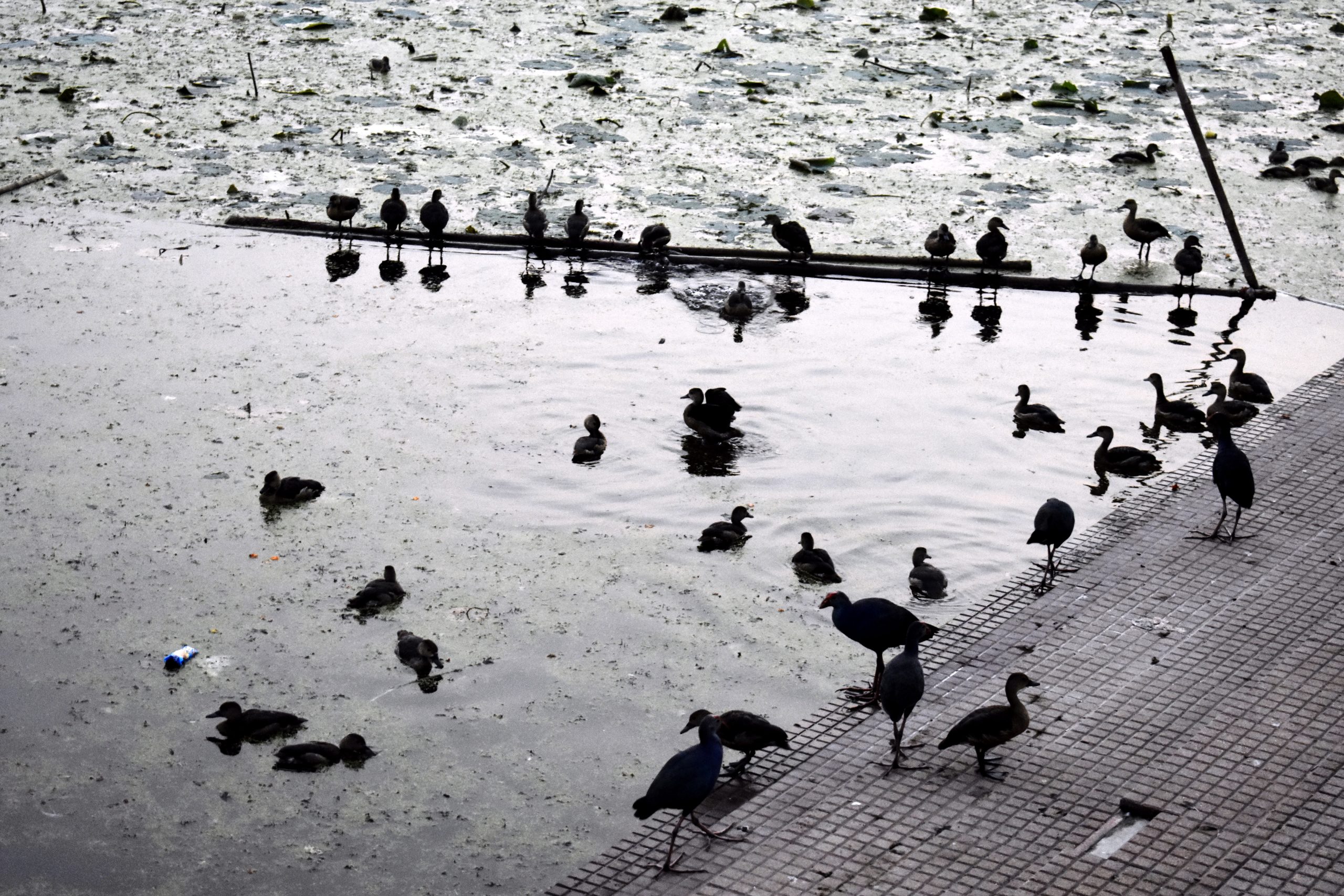 A flock near a pond