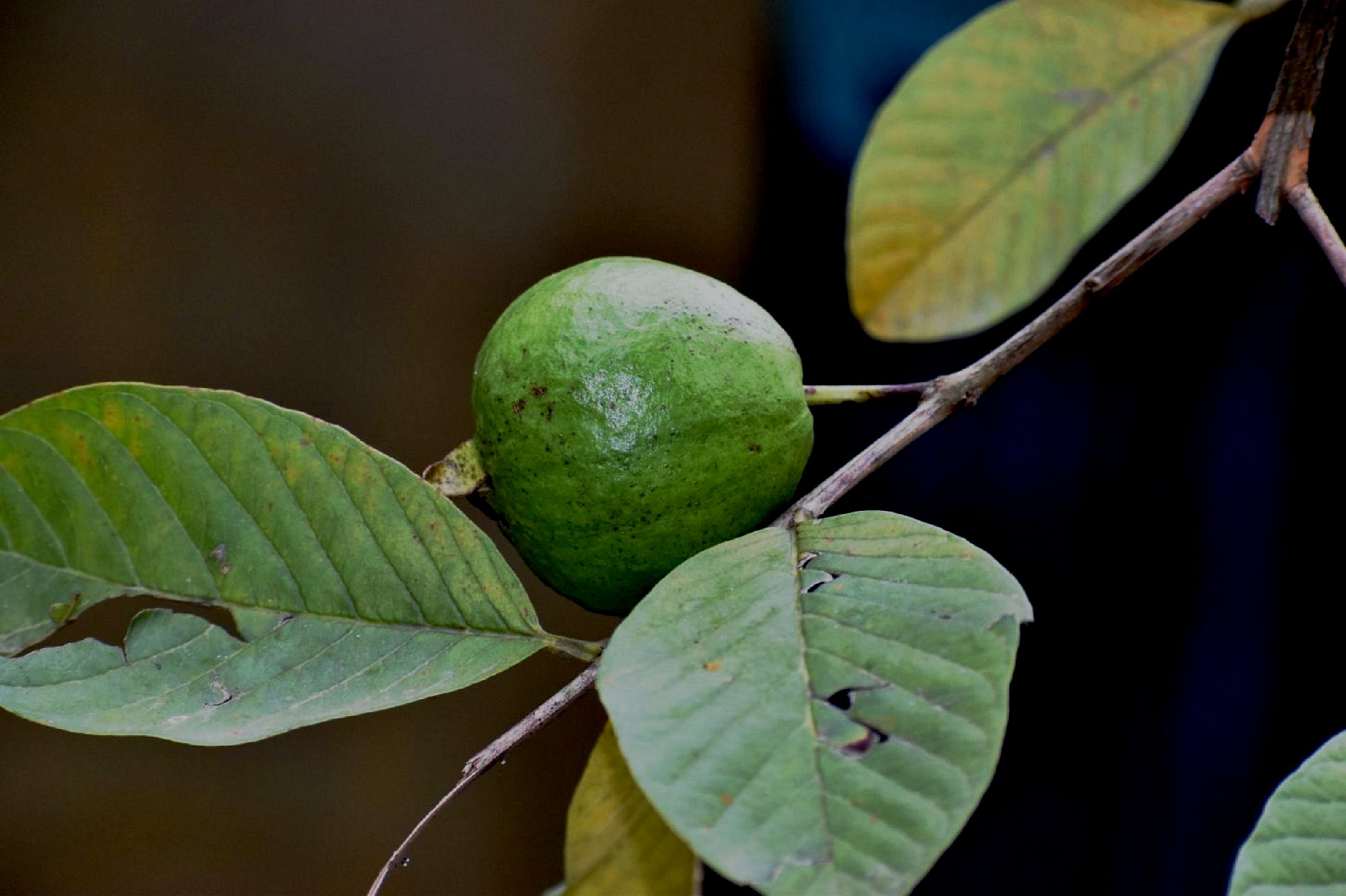 Guava fruit tree