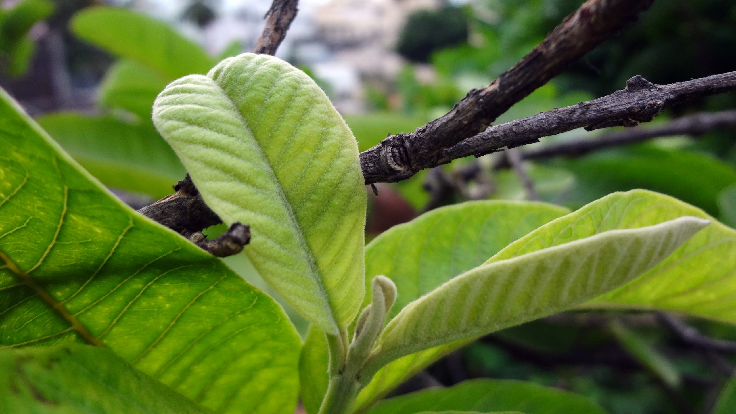 Leaves