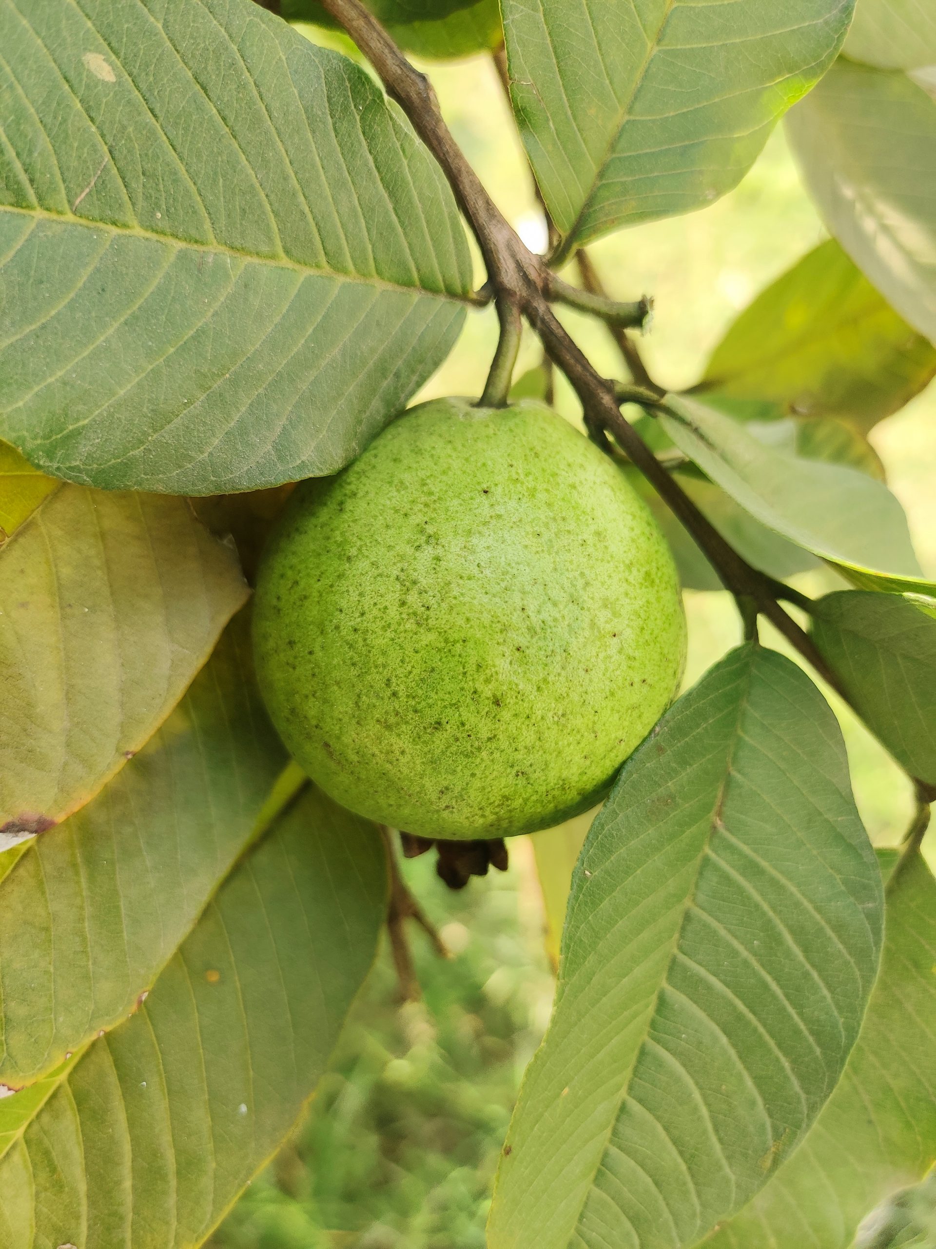 Guava tree