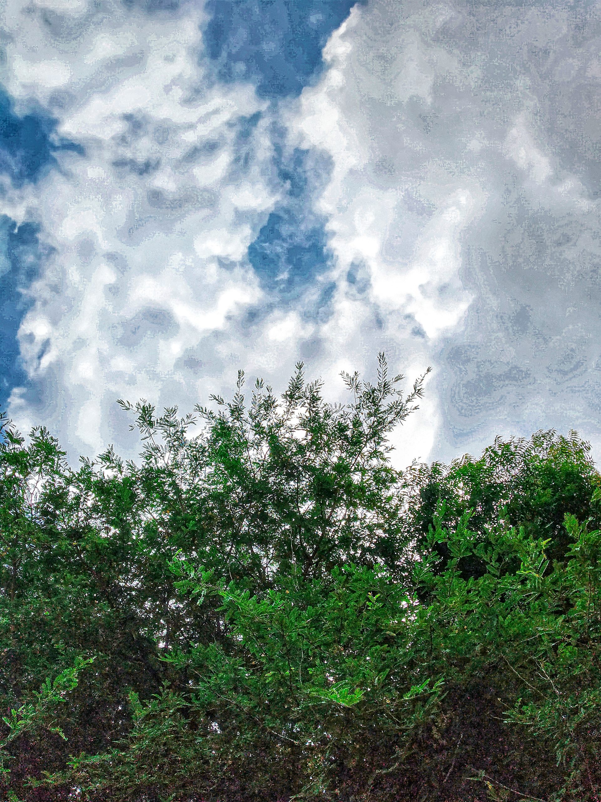 trees and sky