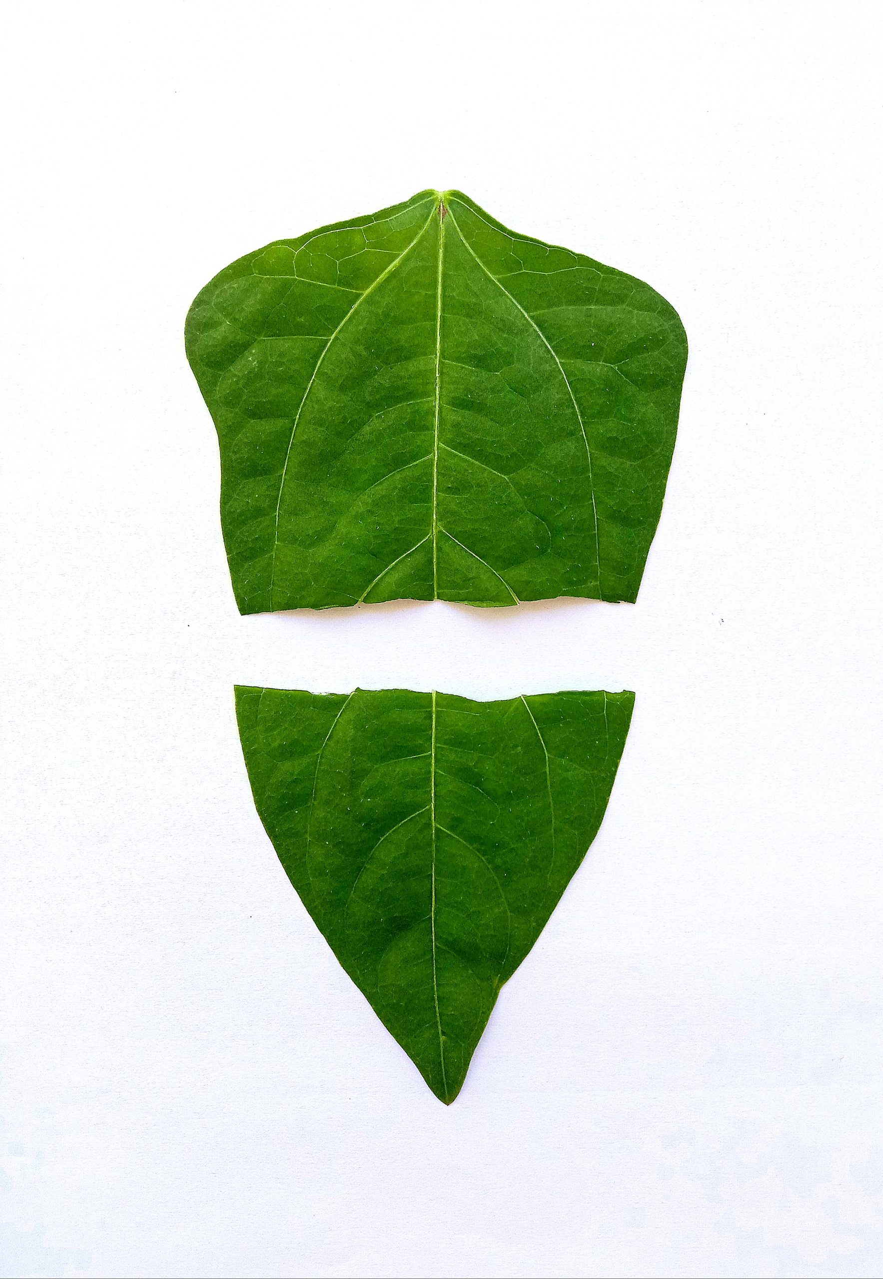 Half cutter leaves - PixaHive