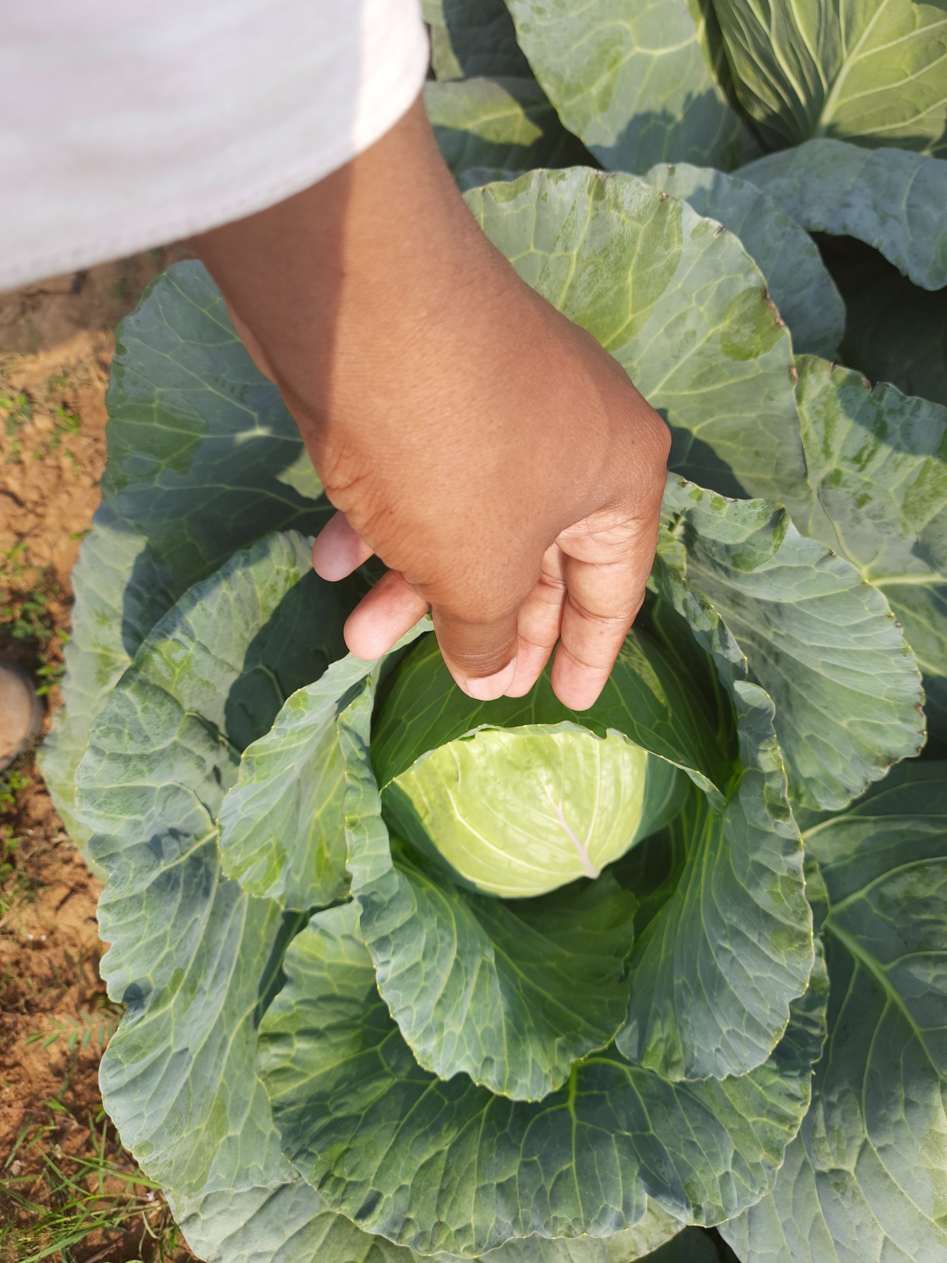 Hand towards cabbage