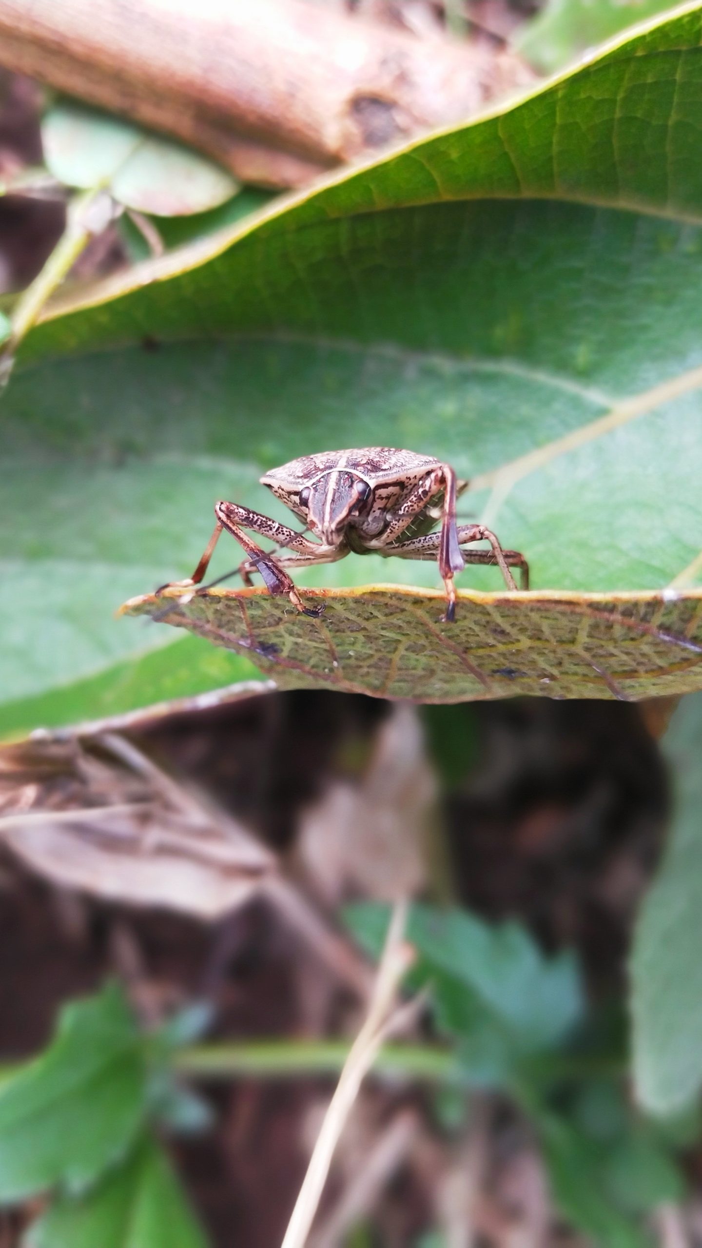 A beetle on a leaf