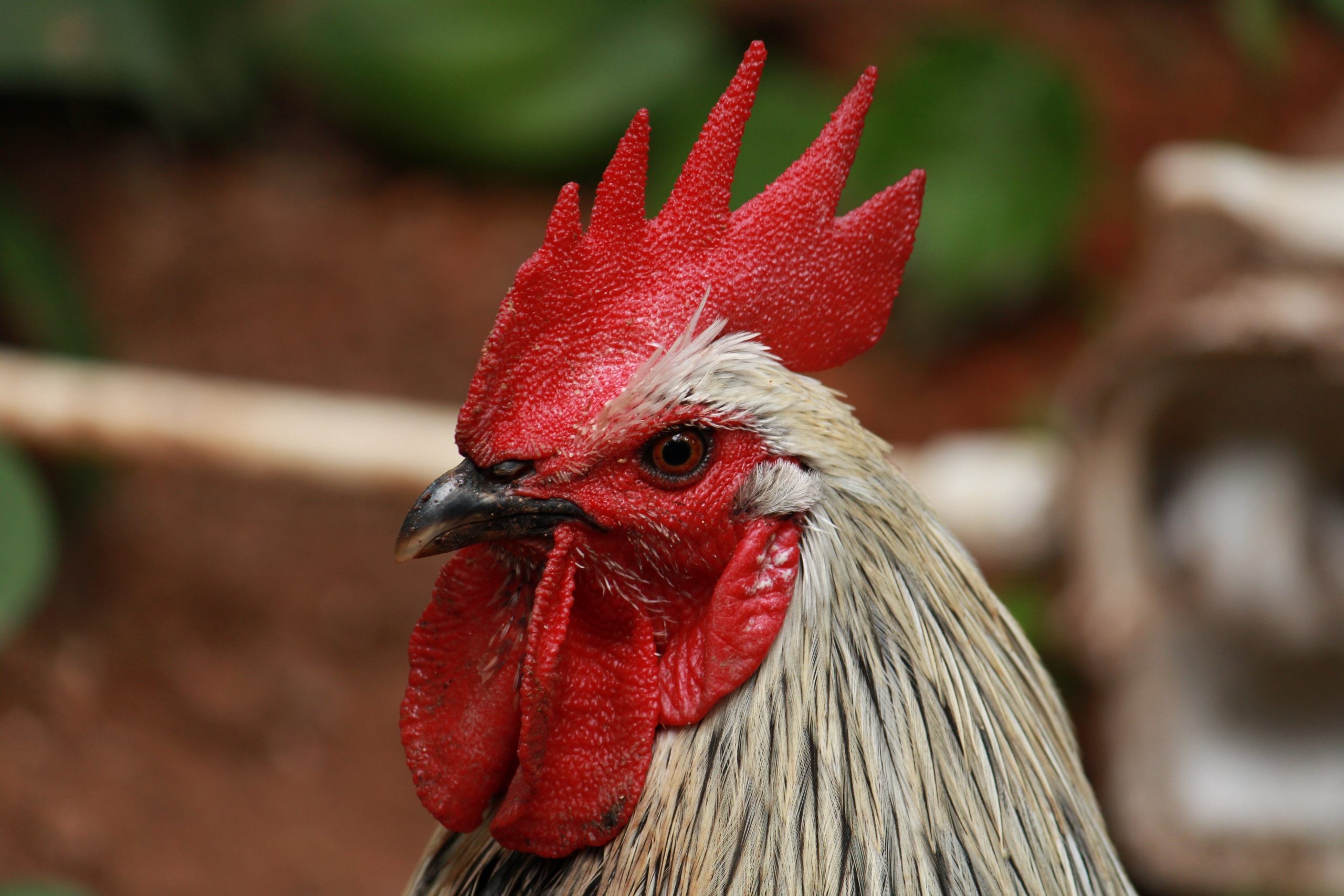 Comb of a hen